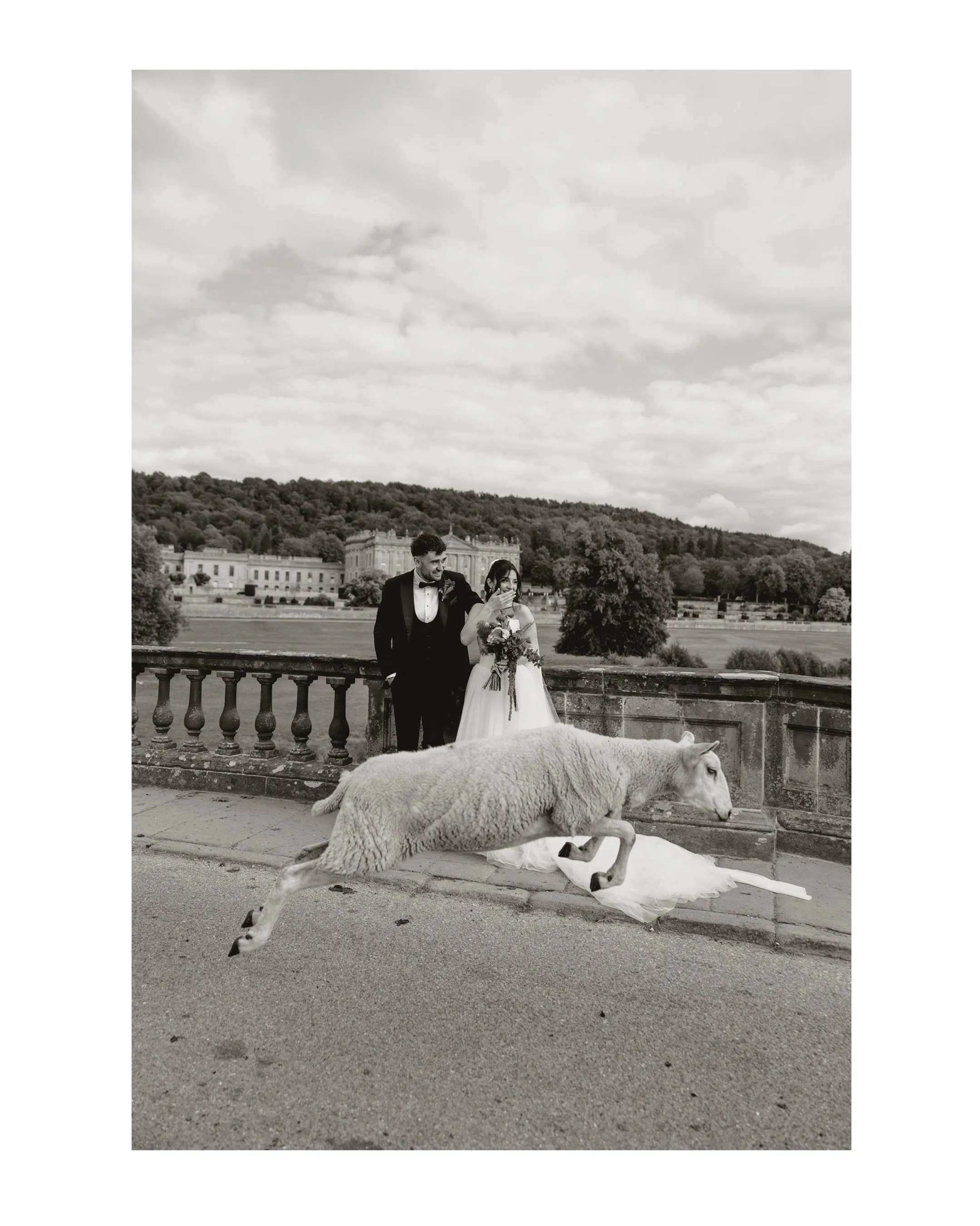 A moment for the jumping sheep 🐑

Honestly the most surreal experience, we were walking onto the bridge at Chatsworth to get a few couples portraits when randomly the sheep started running across the bridge. The first sheep started jumping at a cert