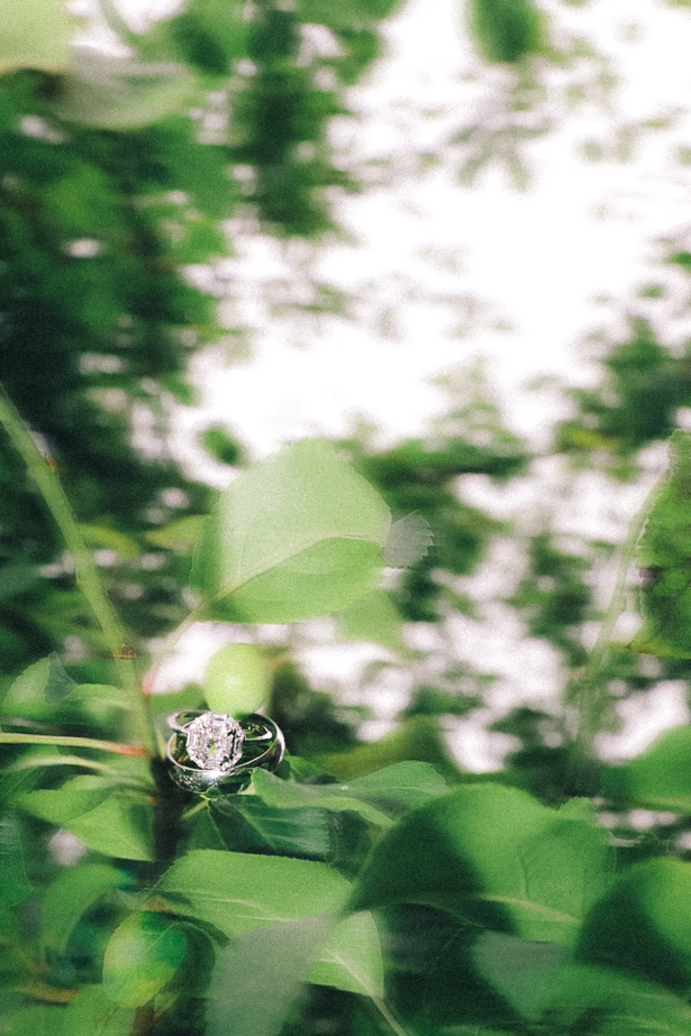 A silver engagement ring with a large diamond center stone and smaller surrounding diamonds on a green leaf, with blurred background of green leaves and sky.
