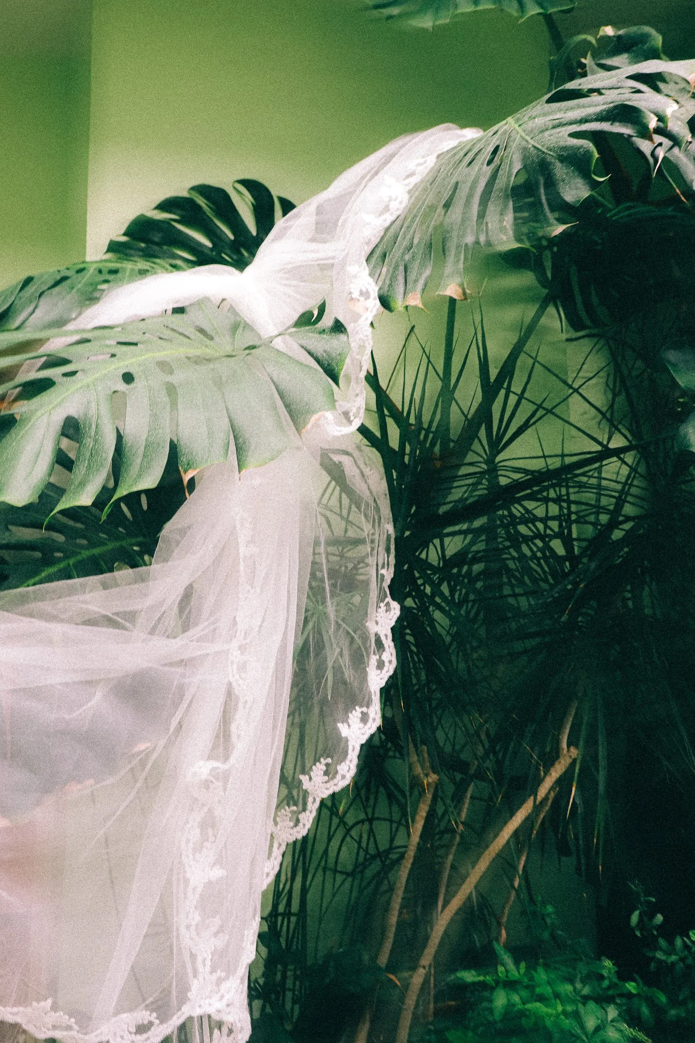 Green indoor plants with a sheer white lace curtain or fabric draped over them.