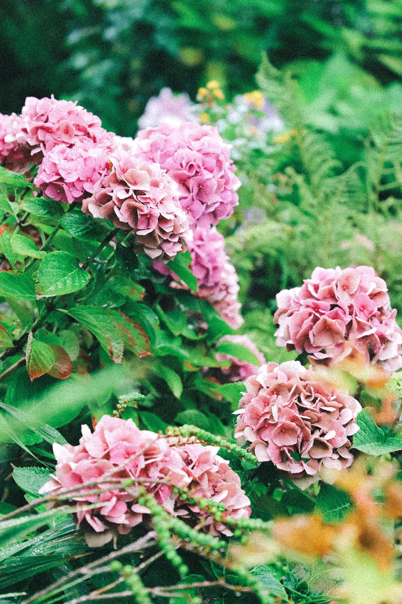 Close-up of pink hydrangea flowers surrounded by green leaves and foliage.
