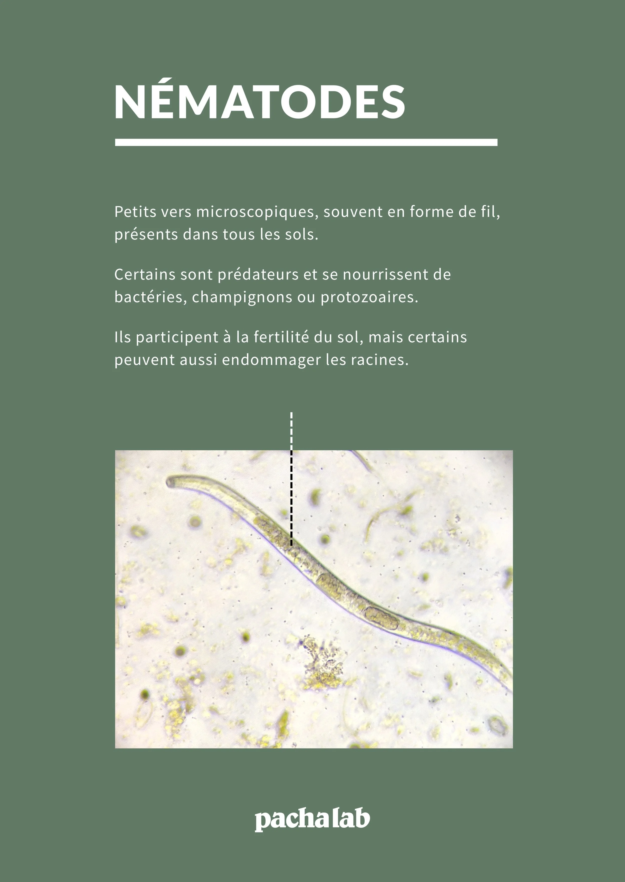 Nematodes.jpg