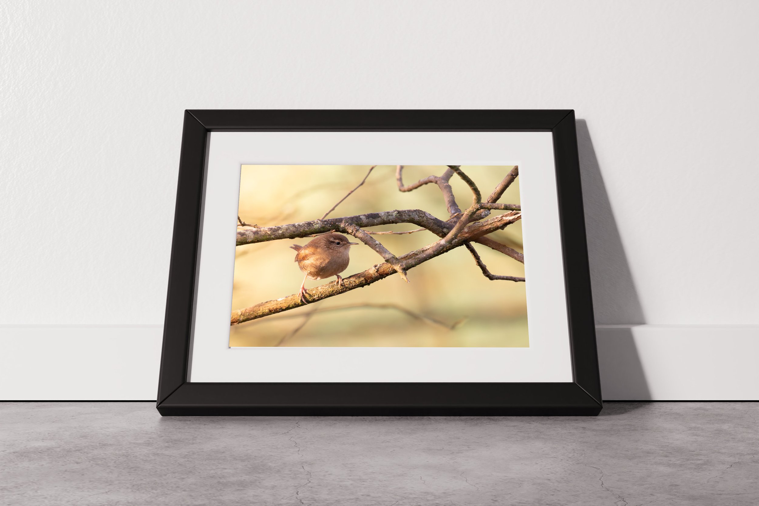 Perching Wren (landscape).jpg