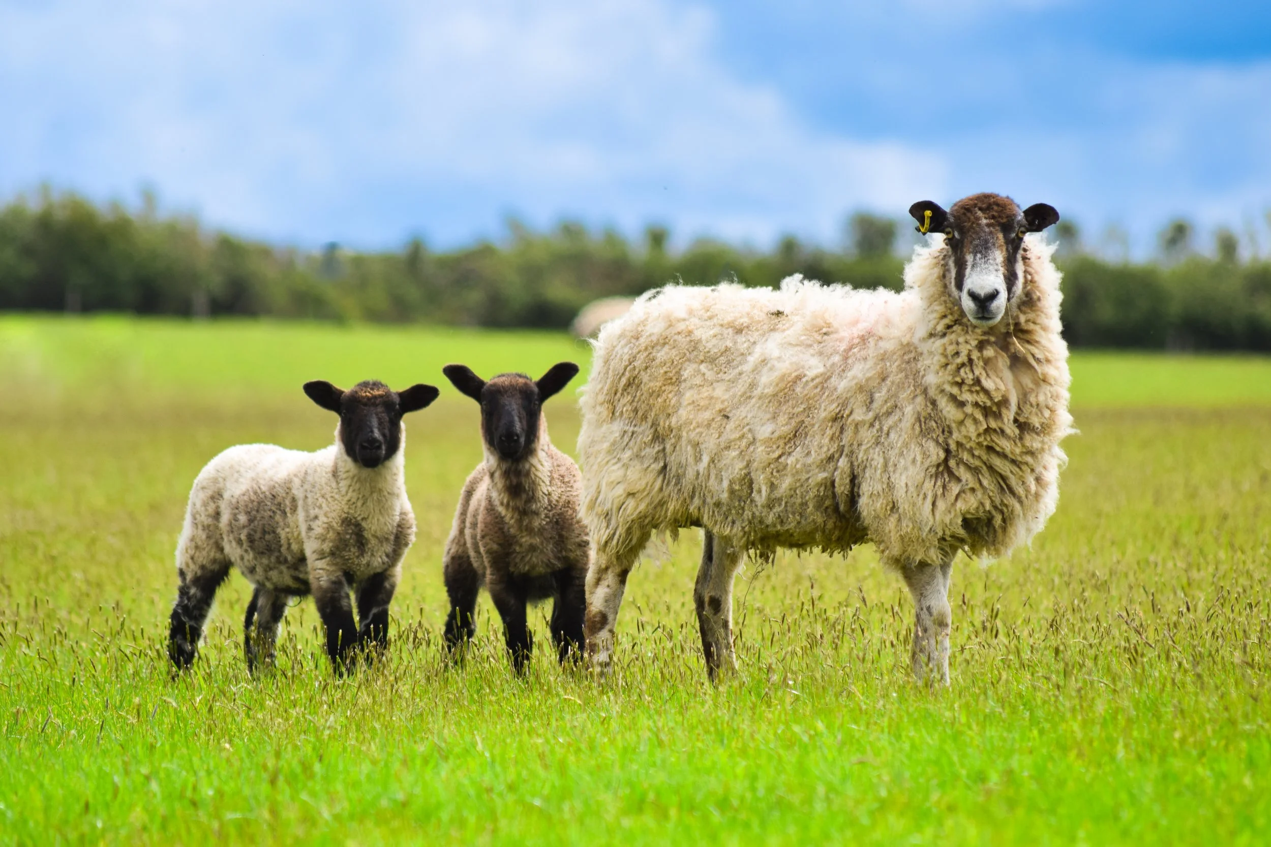 What Are Ewe Looking At.jpg