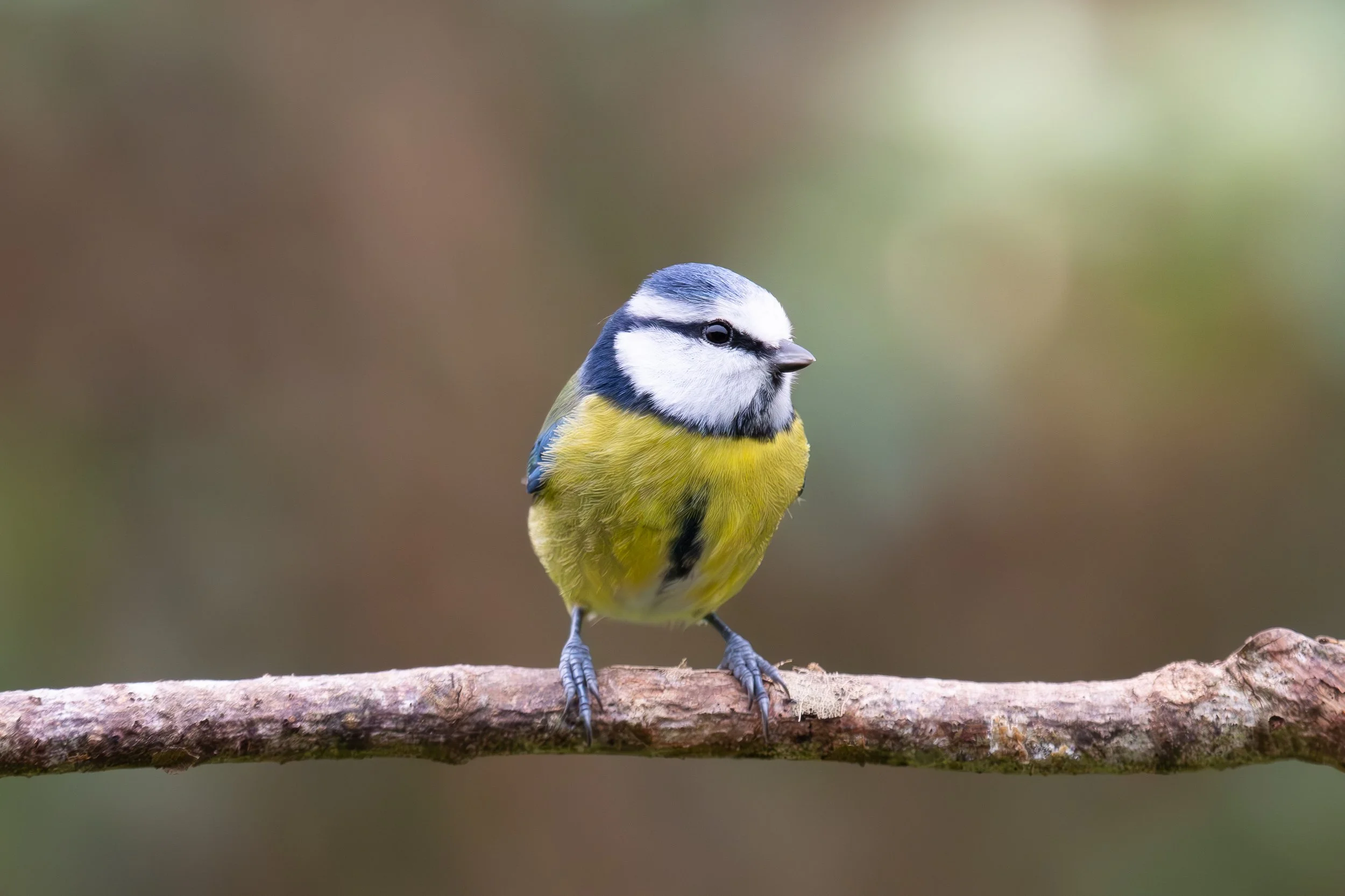 Blue Tit.jpg