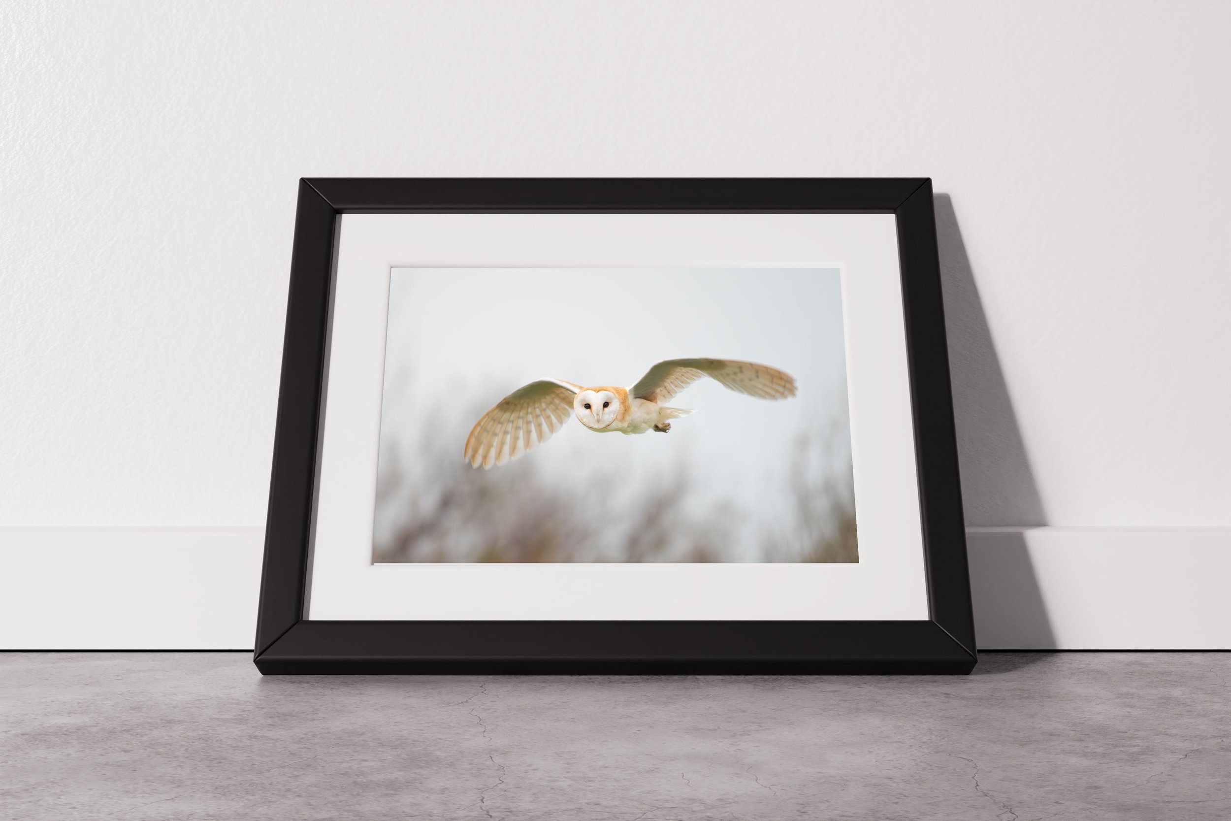 Barn Owl 2 (landscape).jpg