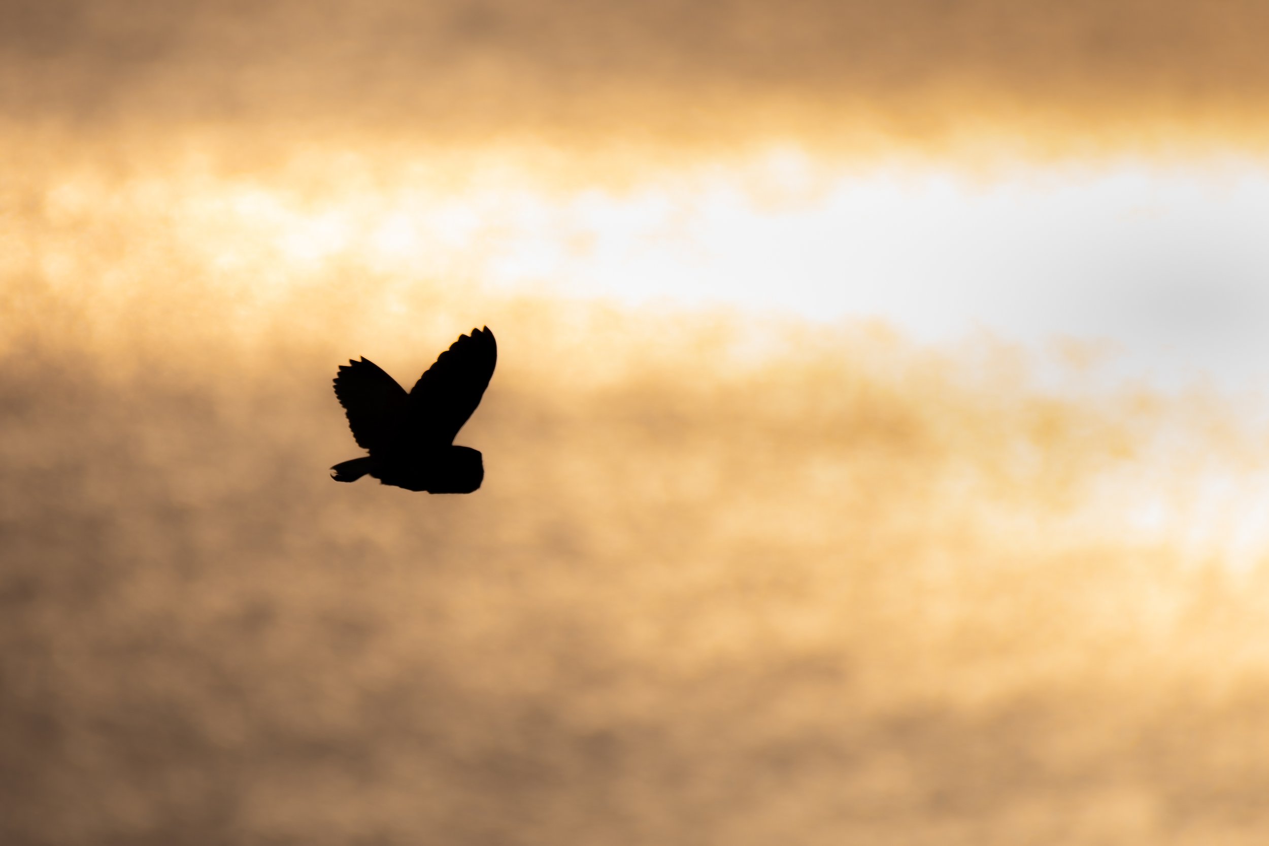 DSC_6479-Enhanced-NR.jpg