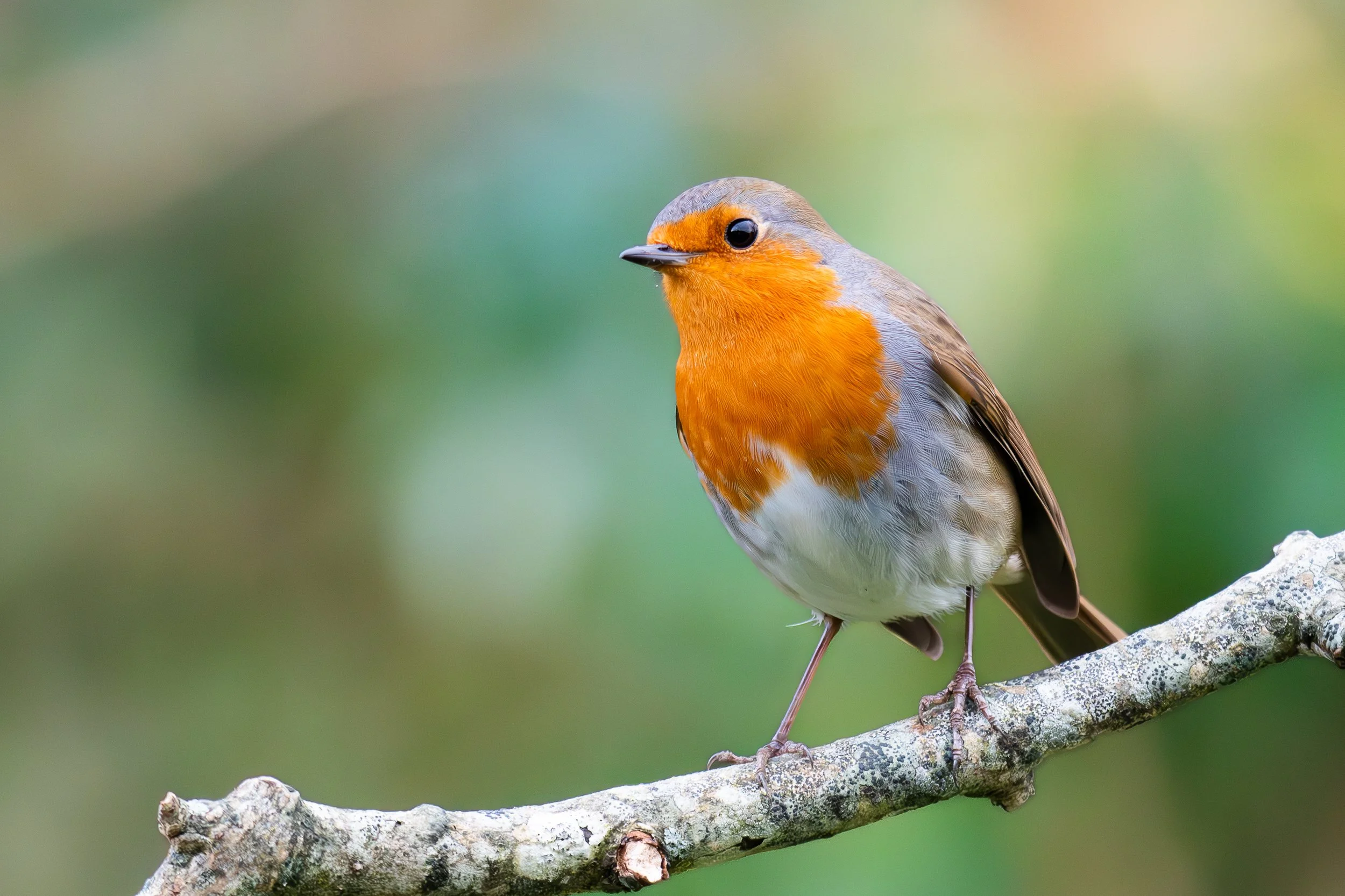 Winter Robin.jpg