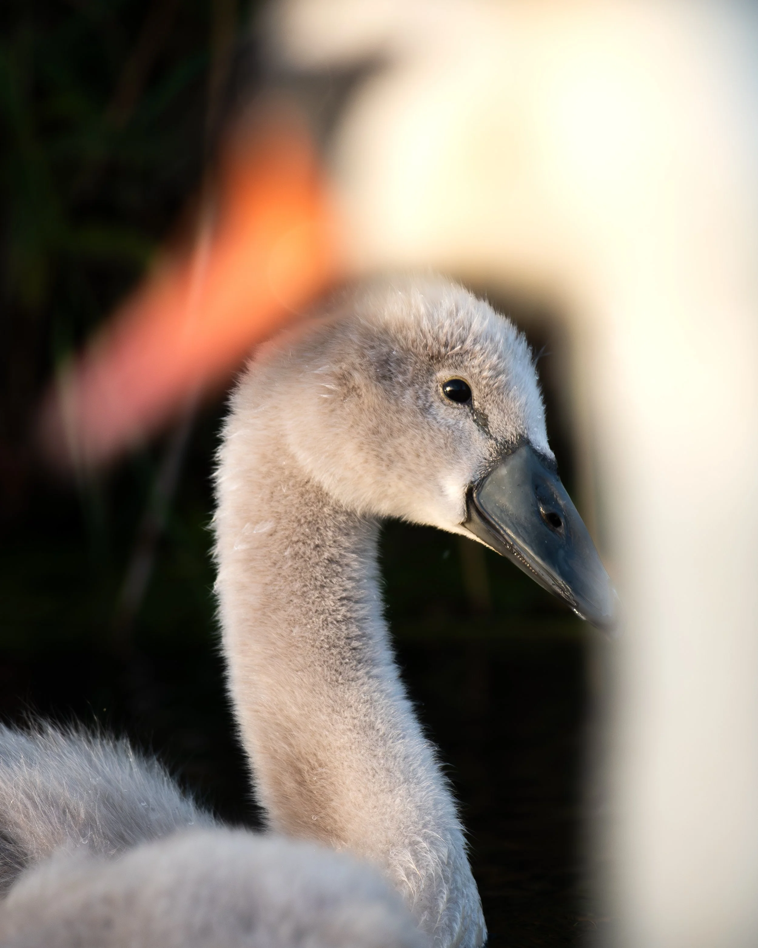 DSC_7945.jpg