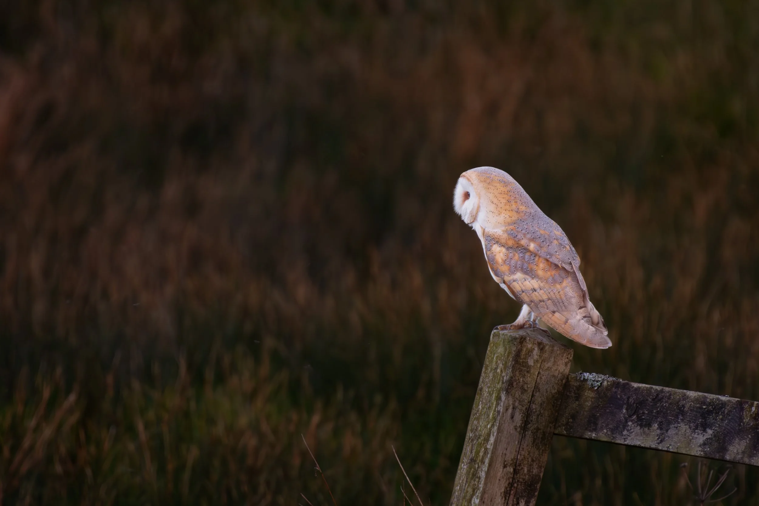 DSC_8150-Enhanced-NR.jpg
