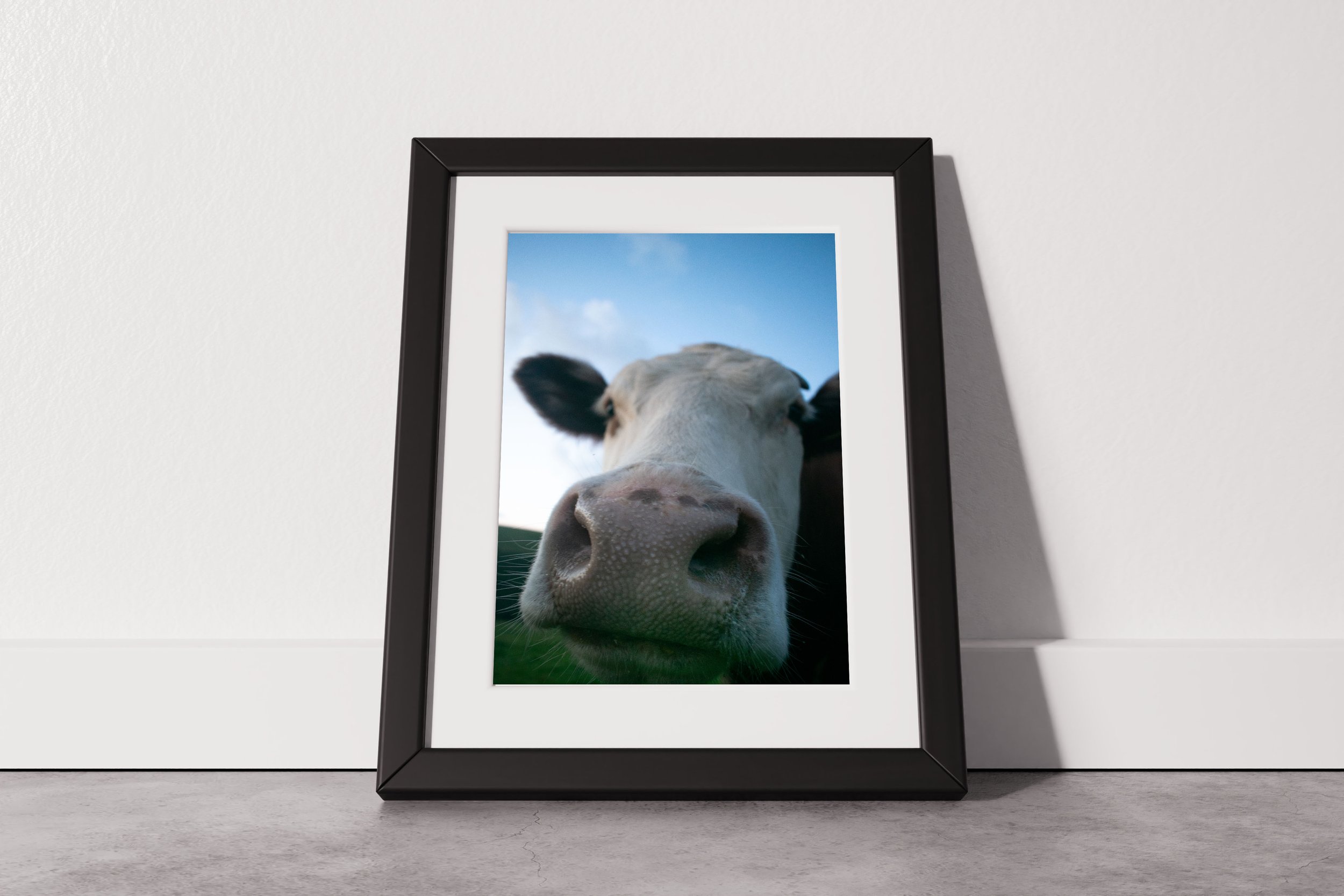 Please moo-ve back... (portrait).jpg