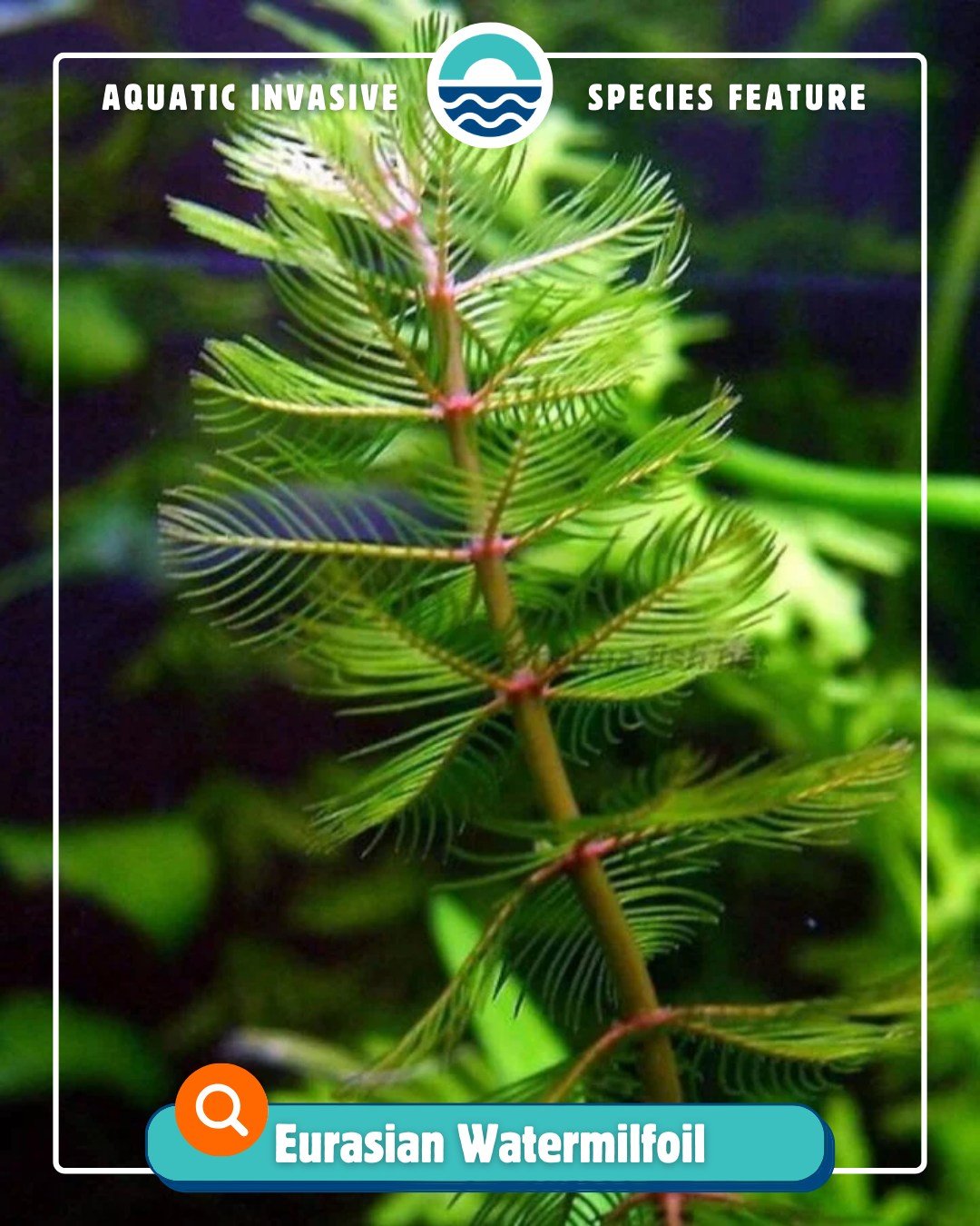 🌸Spring is here and it's time for an ‼Aquatic Invasive Species feature‼ With warmer weather heading our way, we'd like to focus on Eurasian Watermilfoil.

Eurasian Watermilfoil is a restricted species in Wisconsin, meaning it's already here, but it 