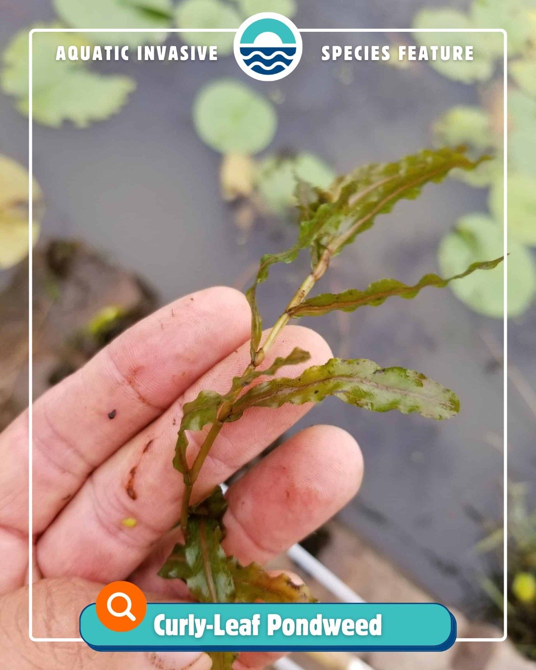 Curly-Leaf Pondweed is our next‼️Aquatic Invasive Species feature‼️ this spring!

This invasive plant has leaves shaped much like lasagna noodles! 🍝 You'll find it already in many different lakes in Shawano County, but careful! Curly-Leaf turions (s