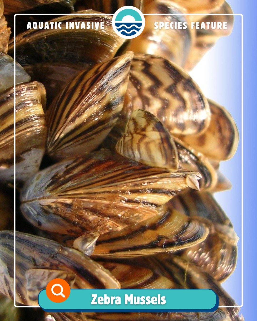 We're starting out the month of May with the 🦪Zebra Mussel🦪 as our ‼️Aquatic Invasive Species Feature‼️

Many of you probably have heard of this little guy, especially in some of our lakes and rivers in Shawano County. The Zebra Mussel is a restric