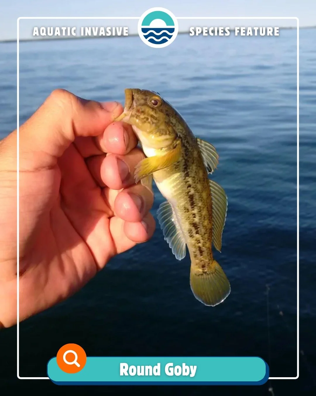 🚨 Aquatic Invasive Species Feature: Round Goby 🚨

Have you heard of the Round Goby? This small, bottom-dwelling fish may not look like much at first glance, but it poses a big threat to our waters. Recently, it has been reported in Lake Winnebago, 
