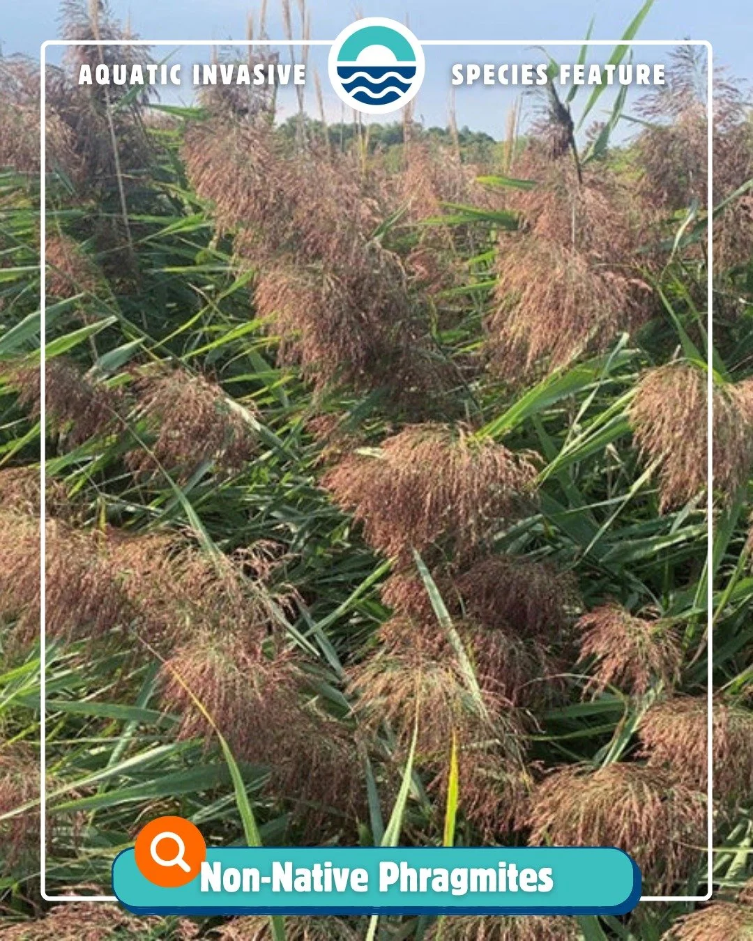 It&rsquo;s been a minute since our last ‼️Aquatic Invasive Species Feature‼️ This week&rsquo;s spotlight: Non-Native Phragmites (aka Common Reed)! 🌾

You&rsquo;ll spot this tall, dense grass mostly along eastern Wisconsin, where it can take over wet