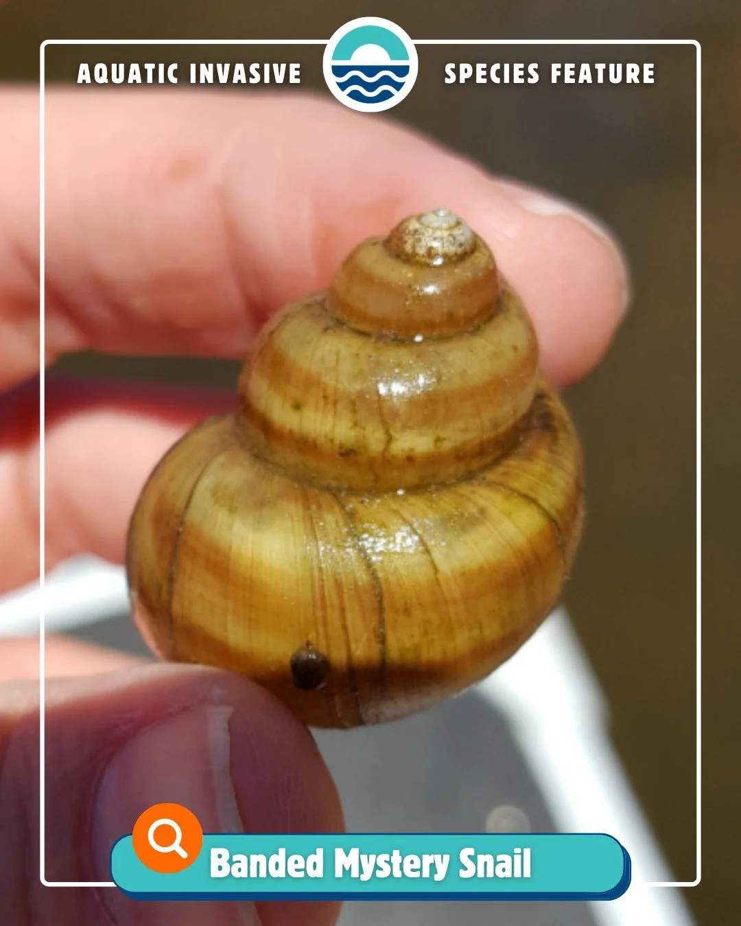 We&rsquo;re wrapping up our final ‼Aquatic Invasive Species feature‼ of 2025 with the Banded Mystery Snail! 🐌

The banded mystery snail is a restricted species in Wisconsin, meaning it cannot be transported, transferred, or introduced into new water