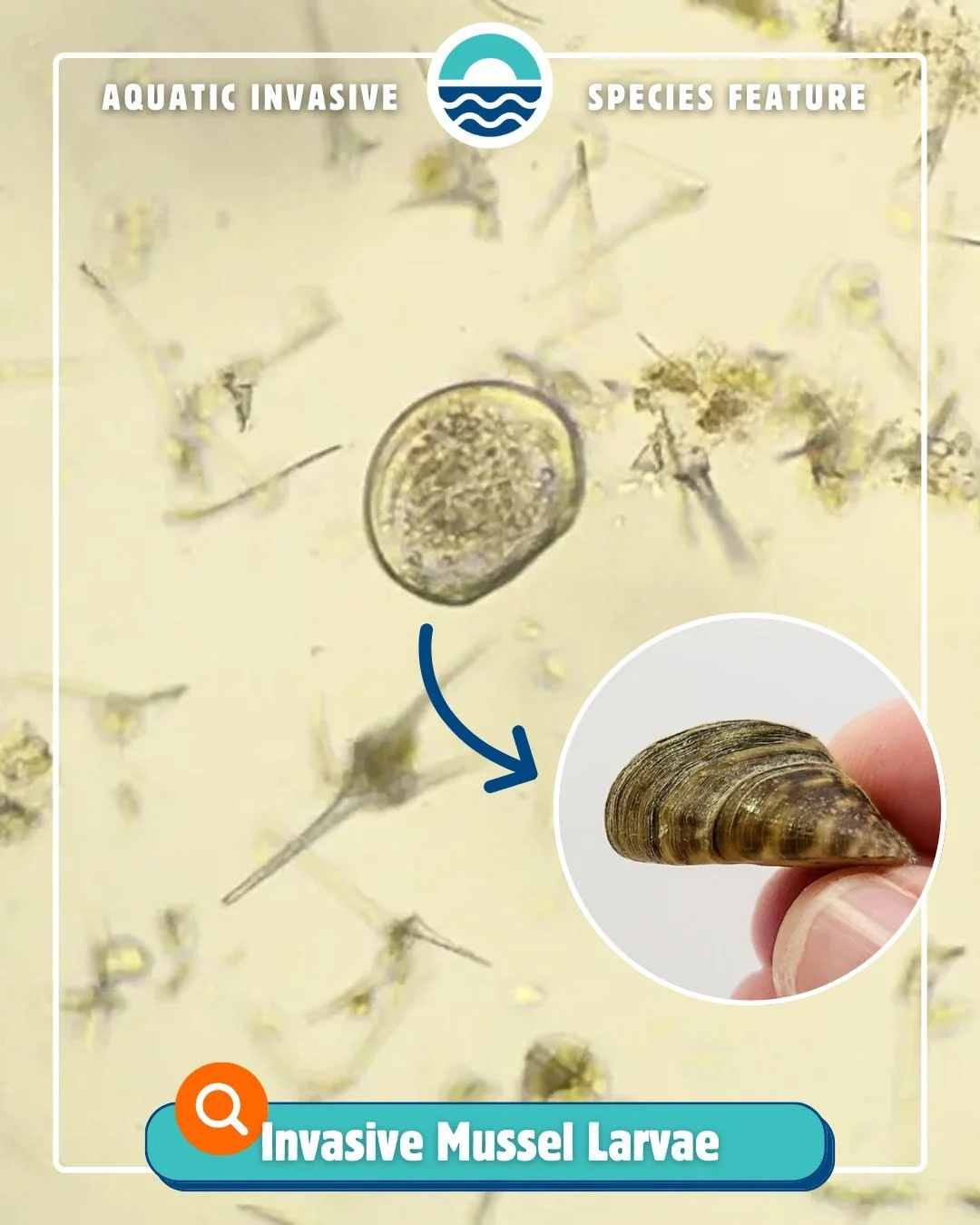 🐚 Aquatic Invasive Species Feature &ndash; January 2026 🐚

Our first Aquatic Invasive Species feature of 2026 focuses on invasive mussel larvae. The most well-known invasive mussels in Wisconsin are zebra mussels and quagga mussels&mdash;but did yo