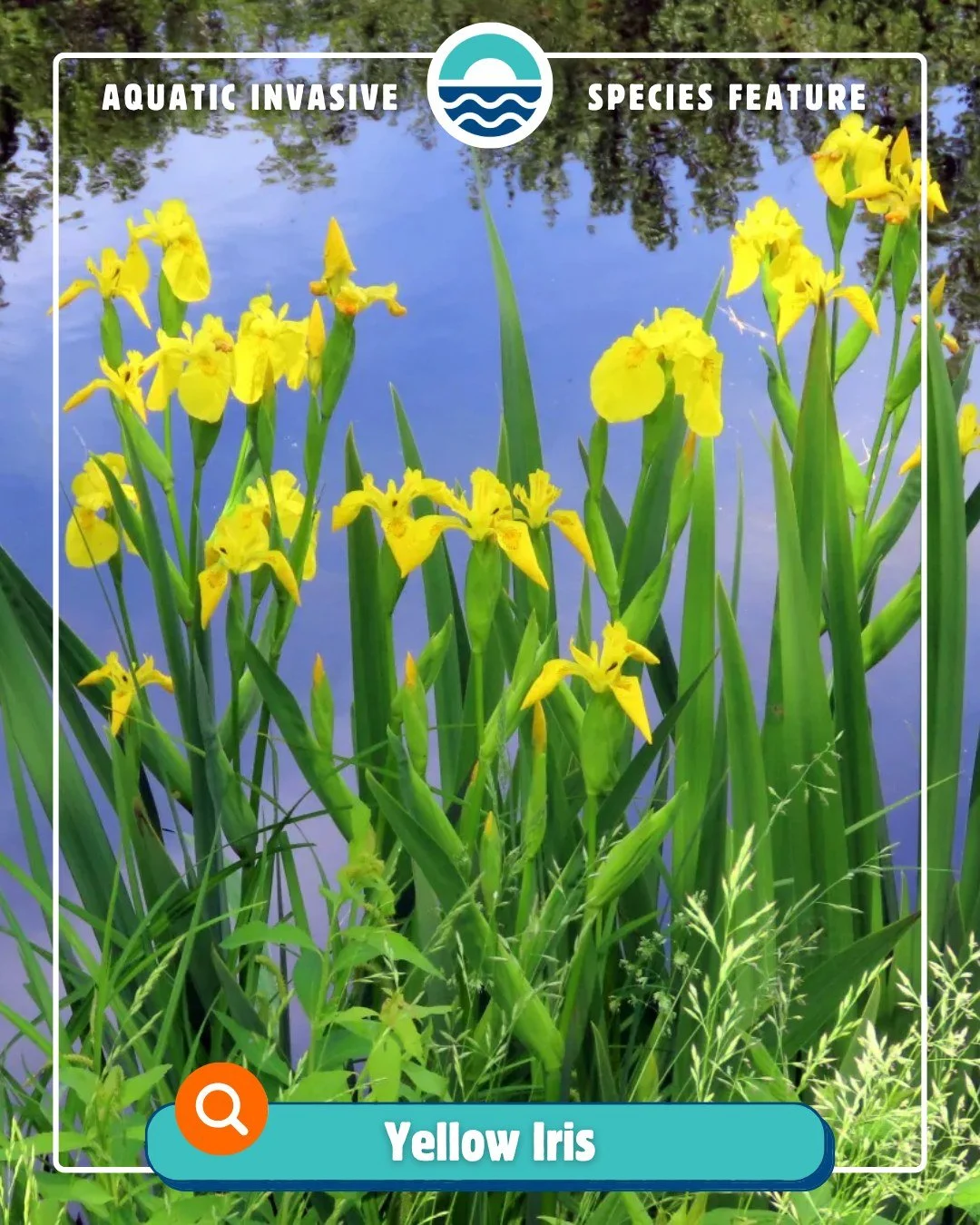 ‼ It&rsquo;s time for another Aquatic Invasive Species Feature! ‼
Introducing: Yellow Iris 🌼

You may not have thought the Yellow Iris was an invasive plant&hellip;but it is! This little guy can cause some big problems. Originally brought over from 