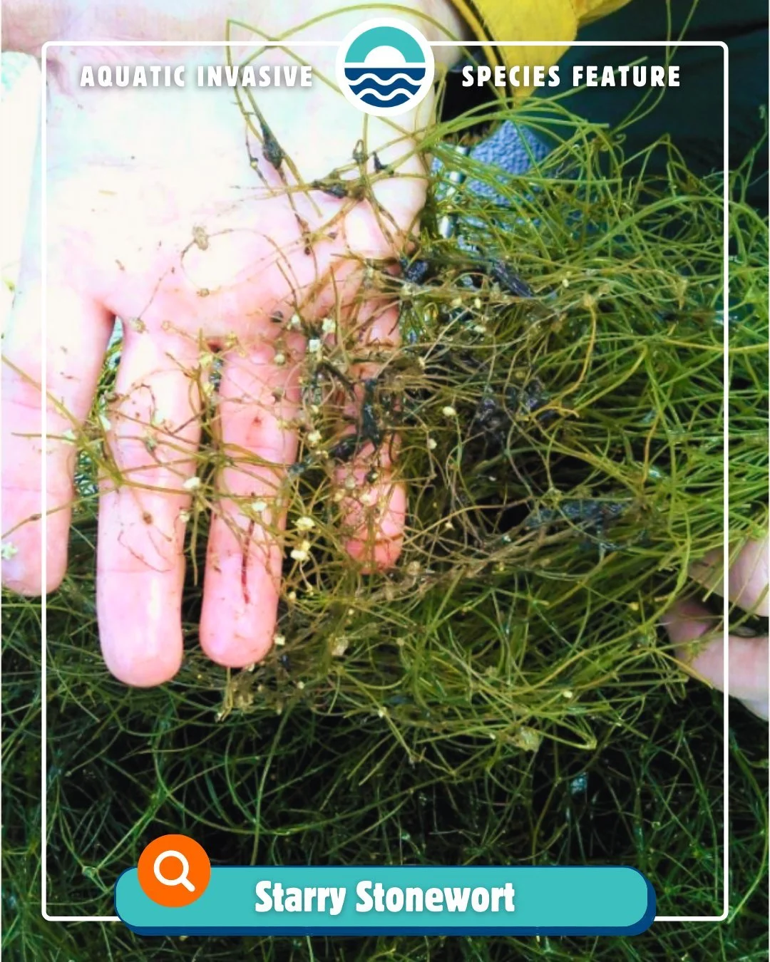 ‼🌿 Aquatic Invasive Species Feature: Starry Stonewort 🌿‼

This month, we&rsquo;re highlighting Starry Stonewort, an invasive algae that is spreading quickly throughout Wisconsin. It forms dense mats that can crowd out native plants, disrupt habitat