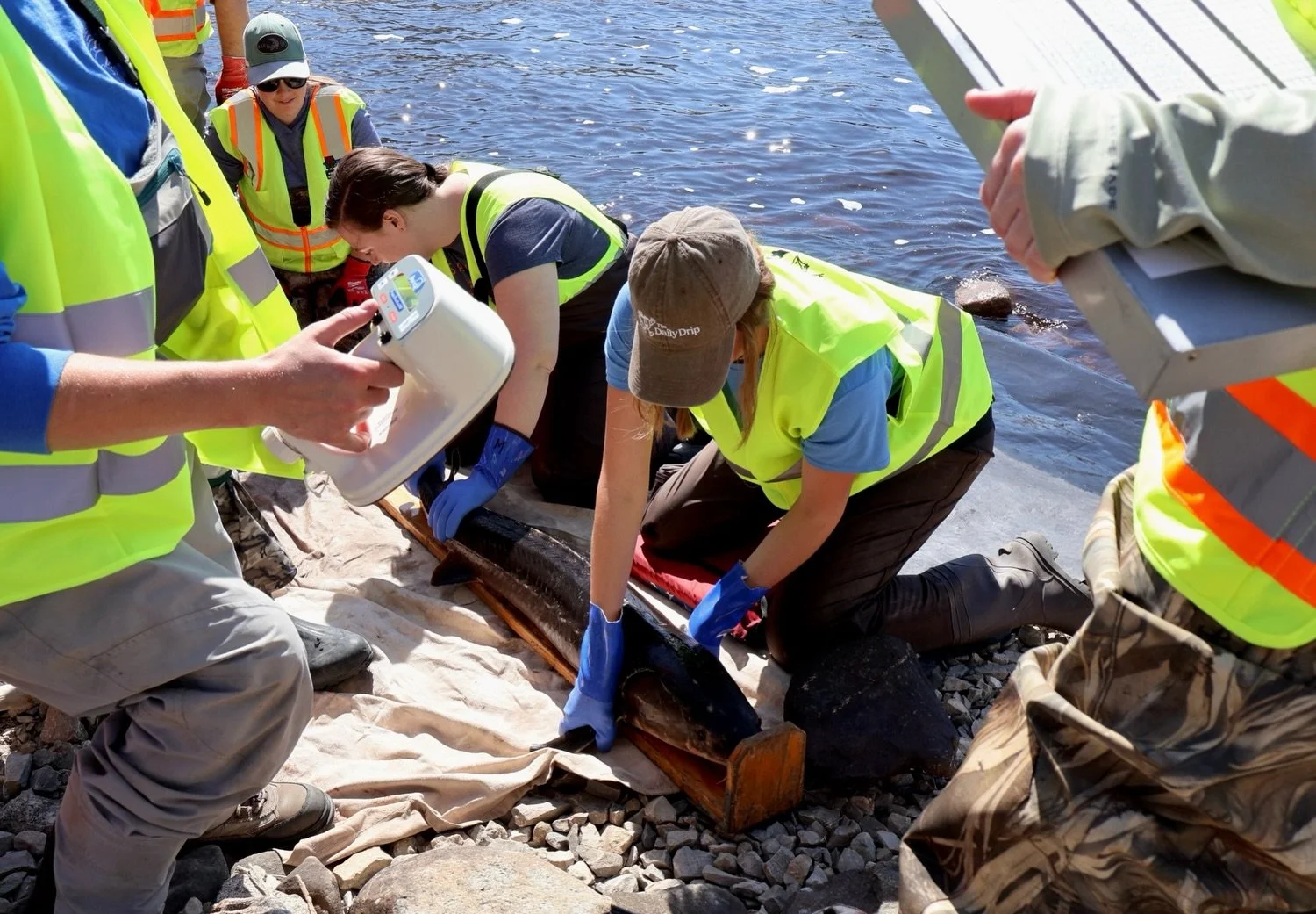 WAMSCO was able to join the DNR and some other great organizations last week for sturgeon tagging at Sturgeon Park! The high water levels from the previous week receded enough for everyone to get out in the field and support Sturgeon rehabilitation p