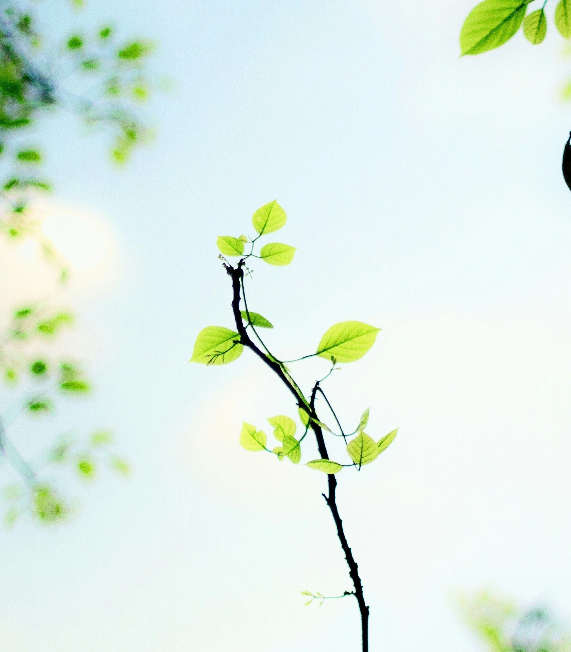 Tree Sapling Watering