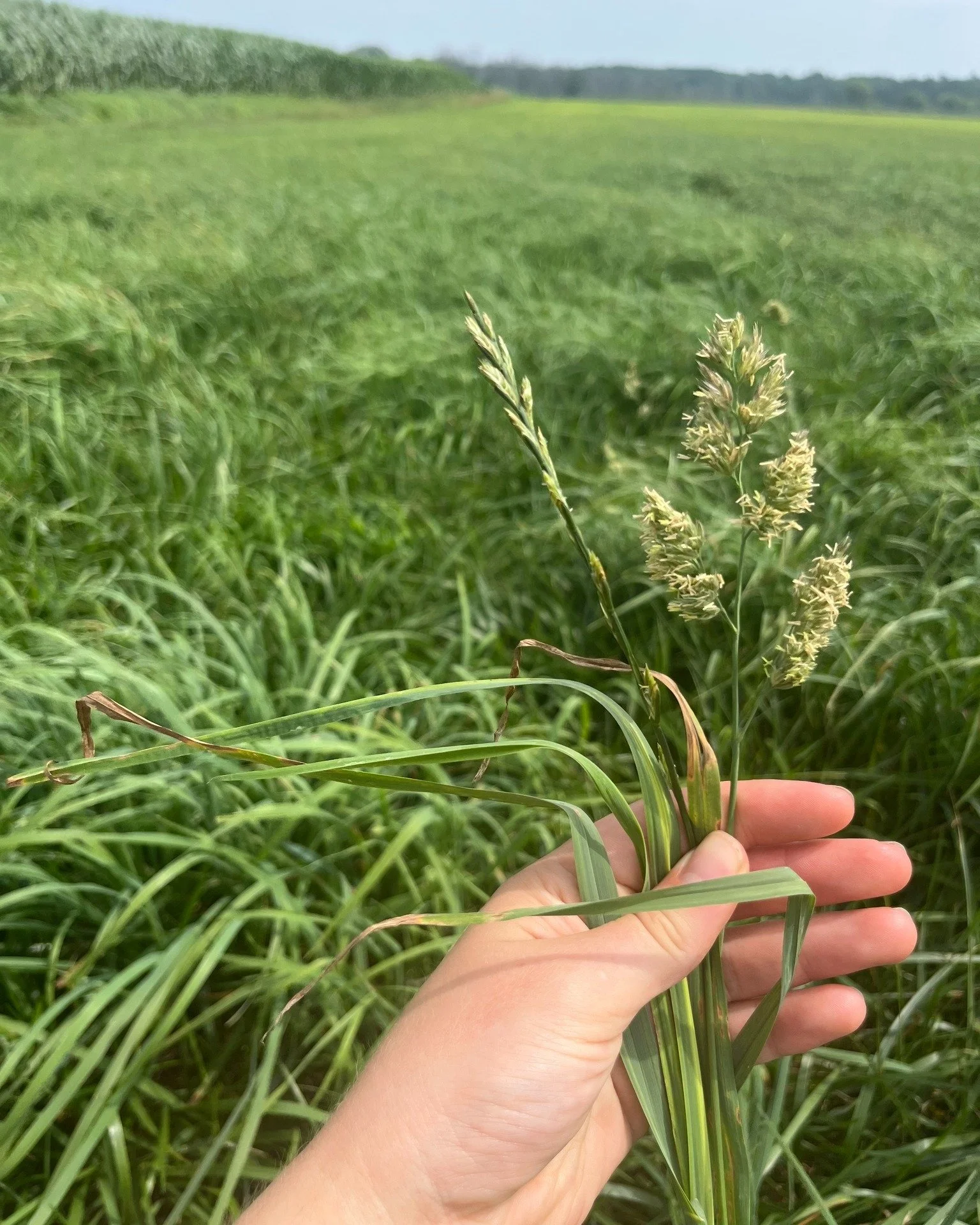We had a great time attending the Shawano County Watershed Advisory Council's (SCWAC) first Forage Management Tour! 🌾🐄

It was fascinating to learn about the many different forage and cover crop options available to farmers. Some grasses provide hi