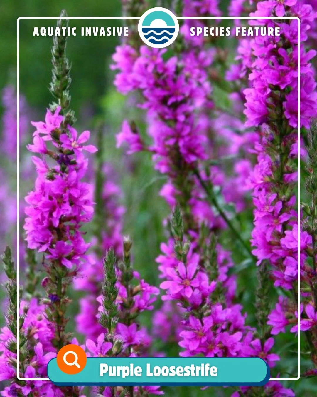 It's been a while since our last Aquatic Invasive Species Feature... so here's one that's hard to miss this time of year! 🪻

Have you noticed all those bright purple flowers blooming along roadsides, wetlands, and shorelines? Chances are you're look