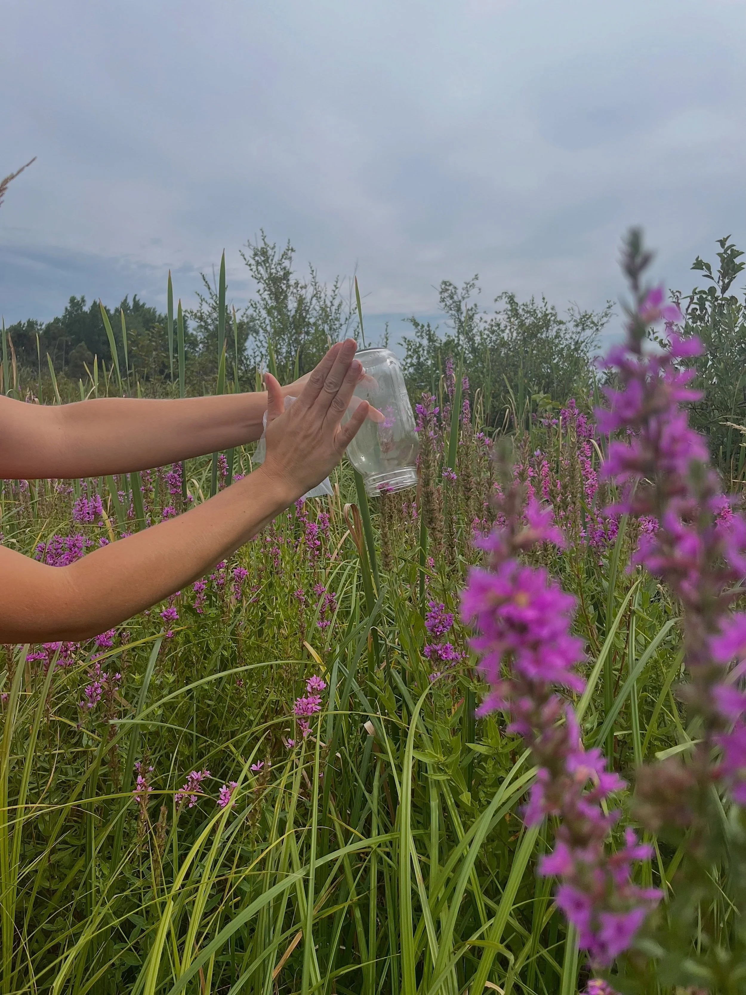 Last week, we went out with Menominee County Land Conservation Department to release beetles to help manage purple loosestrife, an invasive plant that can crowd out native vegetation and reduce habitat for wildlife.

These Galerucella Beetles natural