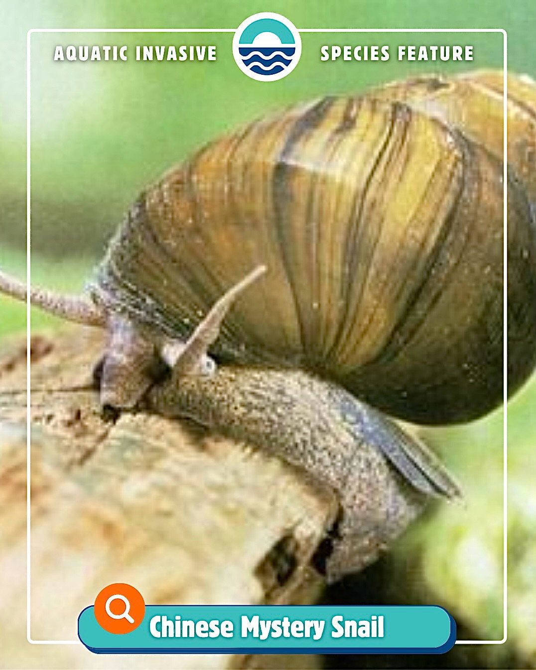 This month&rsquo;s Aquatic Invasive Species Feature is The Chinese Mystery Snail!

Chinese Mystery Snails are quite common around Shawano and Menominee Counties; have you ever identified one? 🐌 

#aquaticinvasivespecies #chinesemysterysnail #shawano