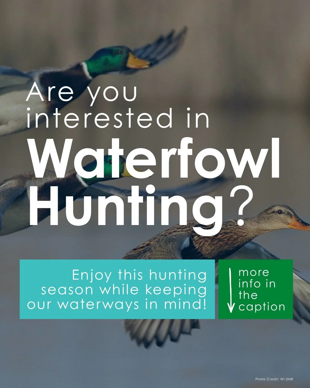 It&rsquo;s waterfowl hunting season! Keep these Wisconsin laws in mind to help prevent the spread of aquatic invasive species:
&bull; Inspect &amp; Remove: Check all waders, boots, boats, trailers, motors, push poles, decoys, decoy anchors, and blind