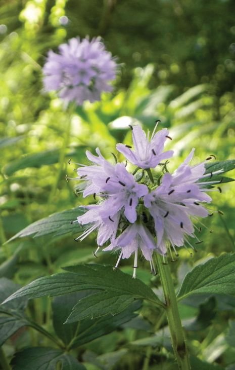 Plant Your Own Native Plant