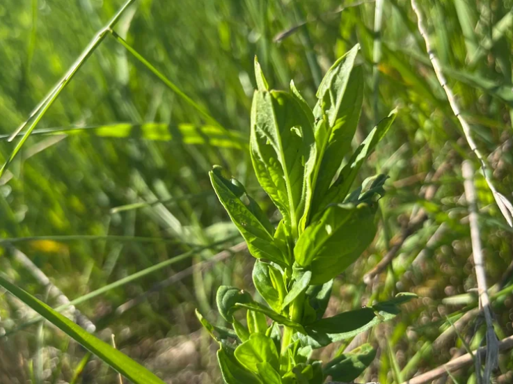 Close-up of a green plant with broad leaves growing among grass in a field.