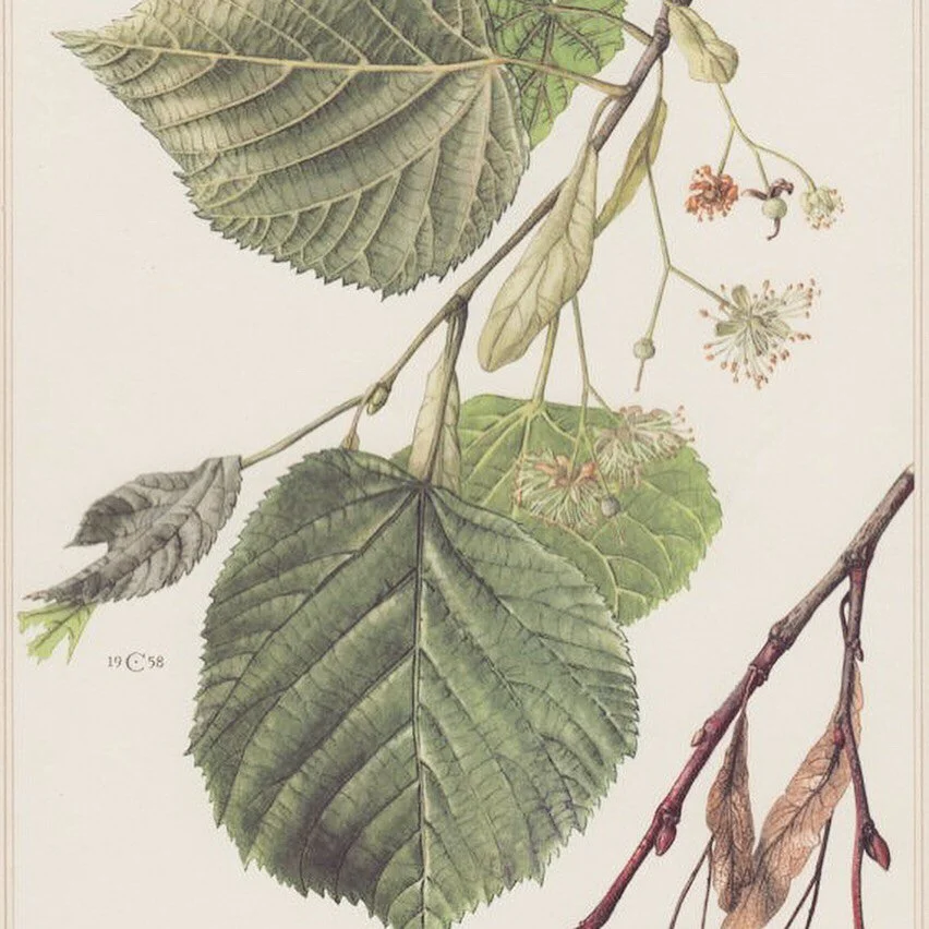 Winter Solstice blessings to all ye Northern Hemispherical folk! 
Wishing you an easeful, enriching and supported journey through the darkness of this season and the rekindling of hope that the return of the light can bring.
May you feel into the eve