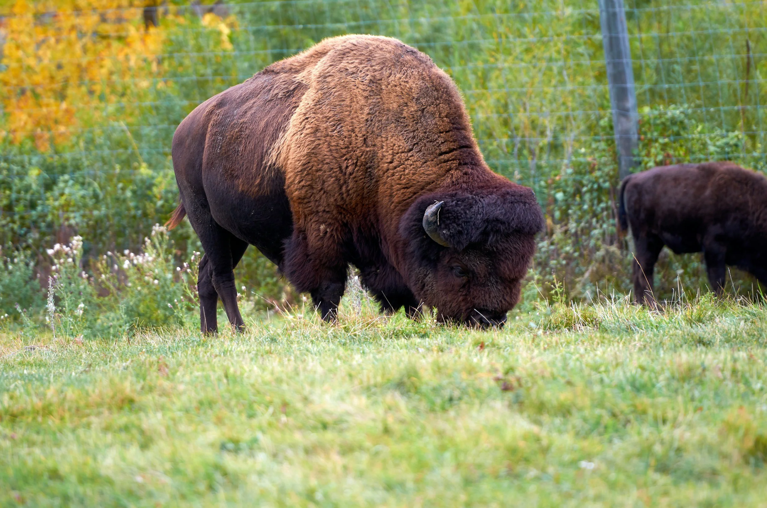 A large bison grazing on green grass in a fenced outdoor area with another bison in the background.
