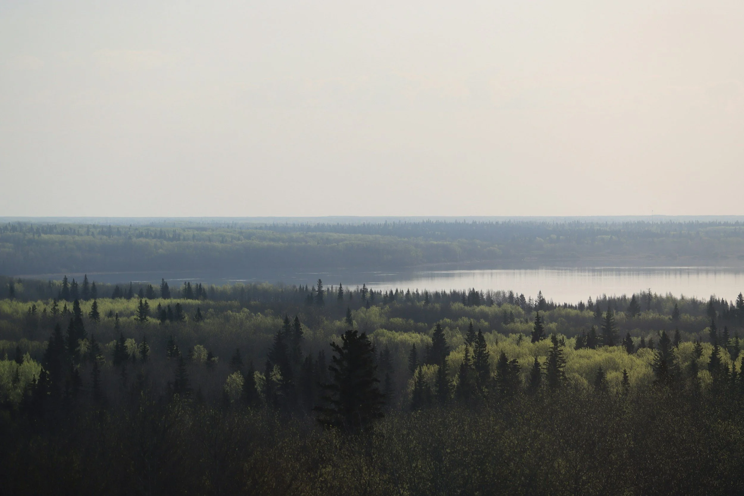 A landscape view of a forest with a lake in the distance, under a clear sky.