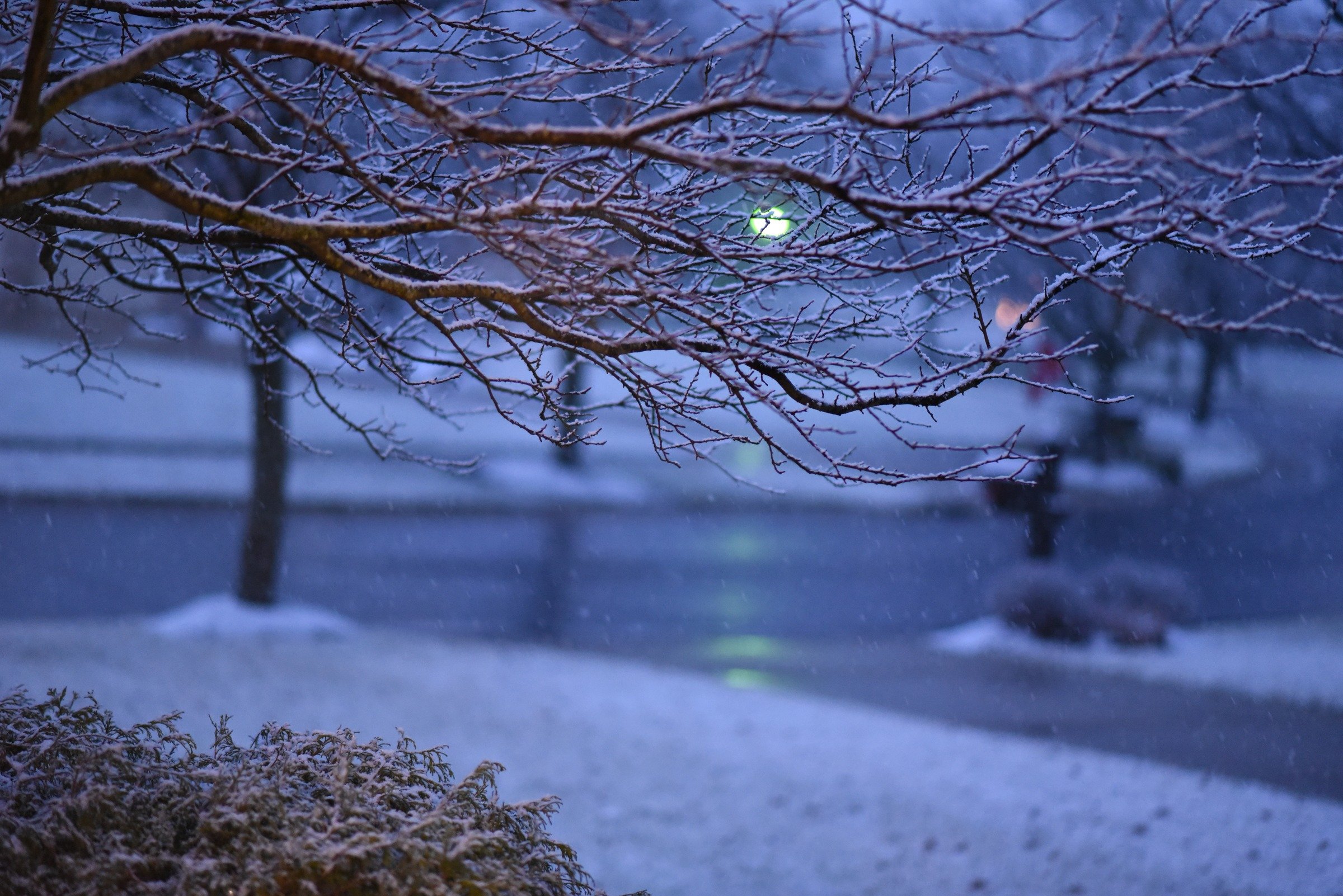 Blue Winter