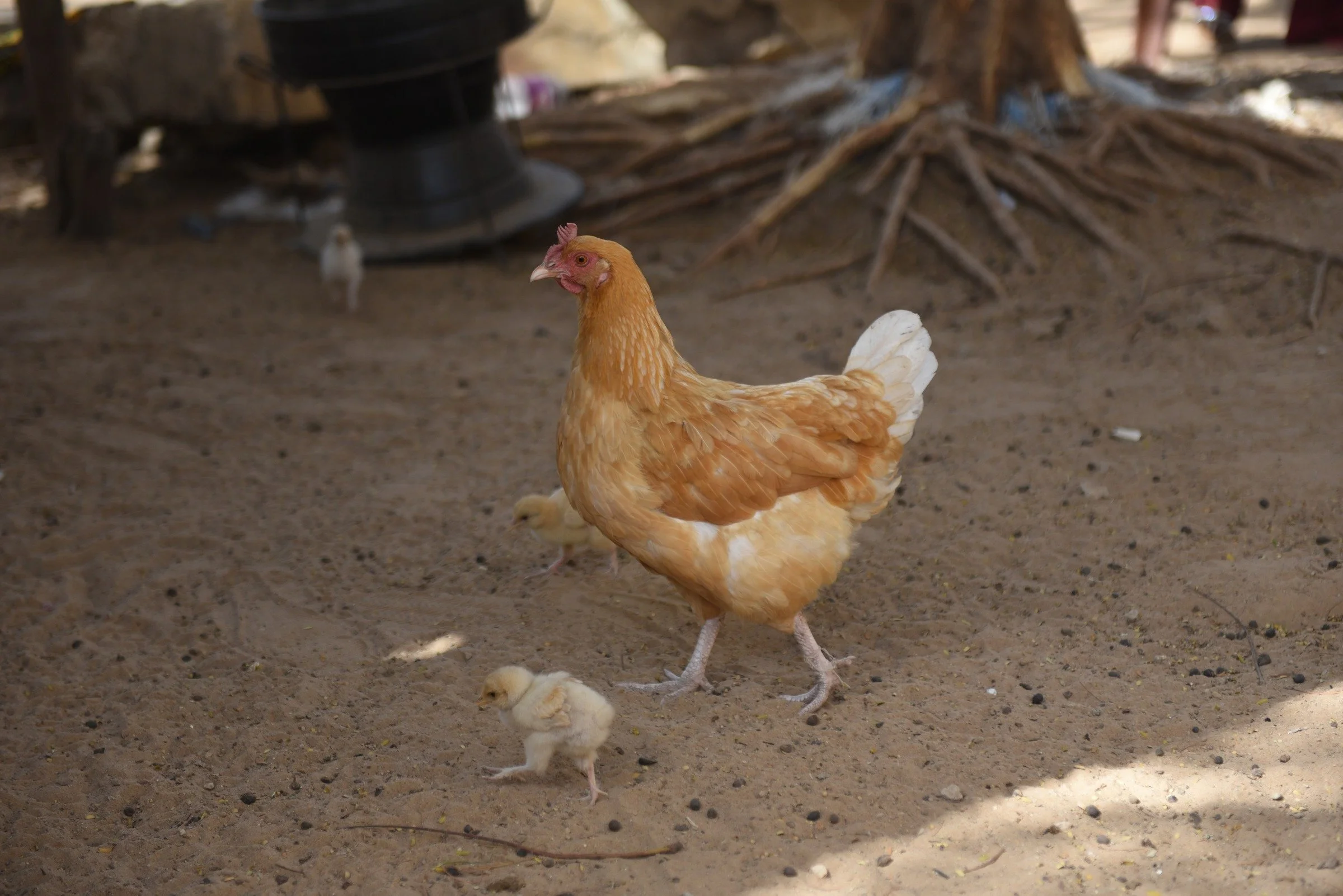 A Hen and Her Chicks