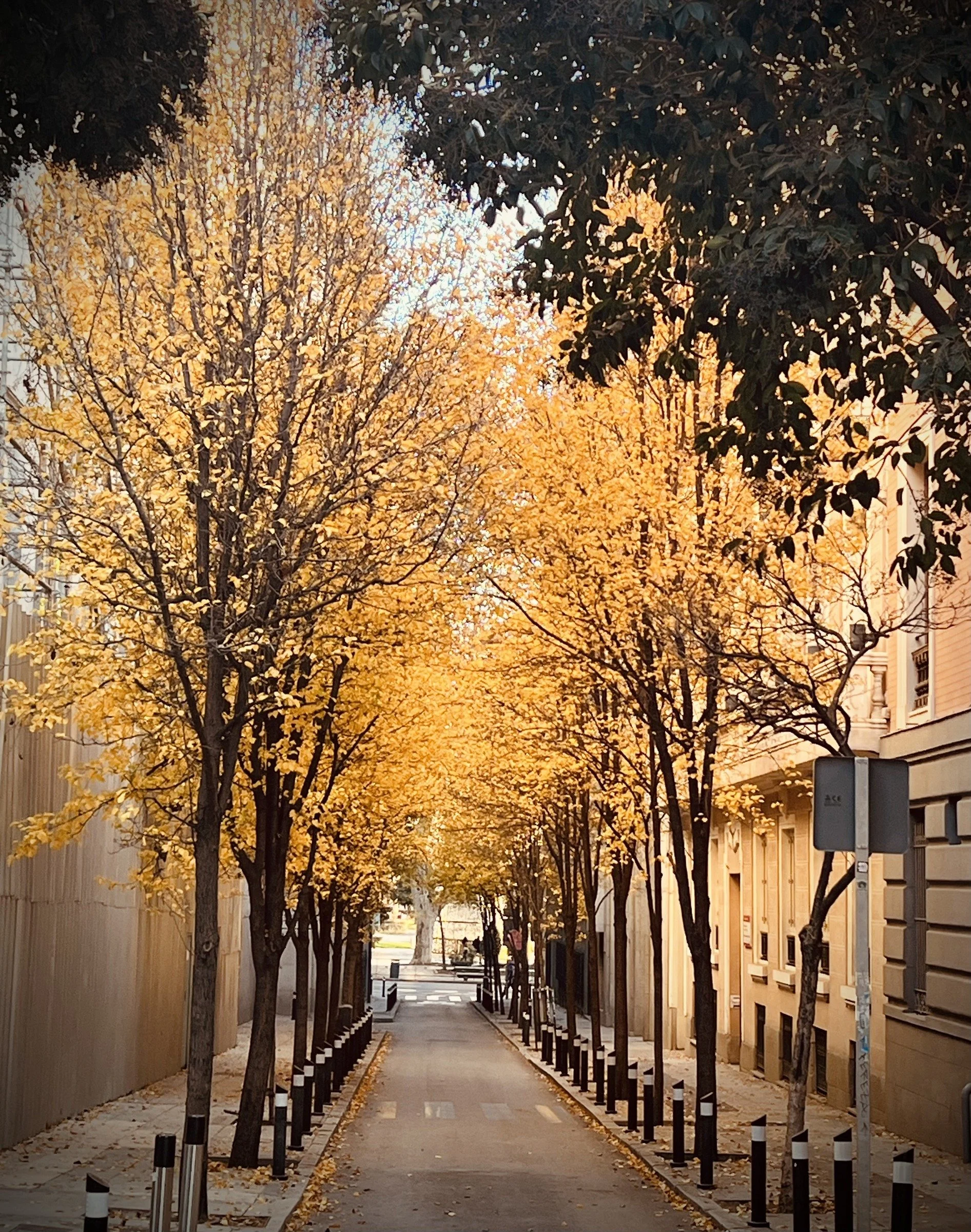 Golden Avenue