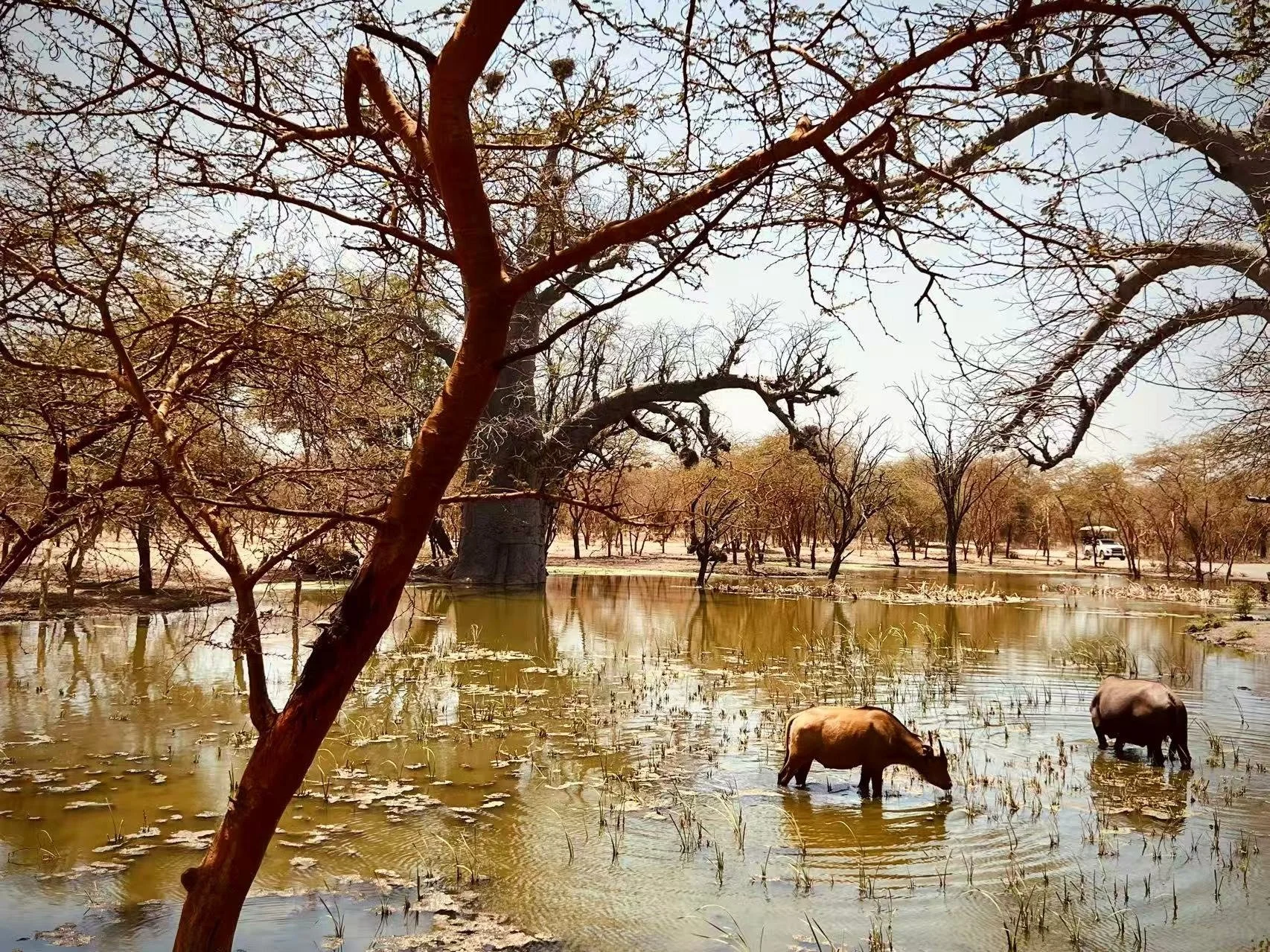 Animals at the Water