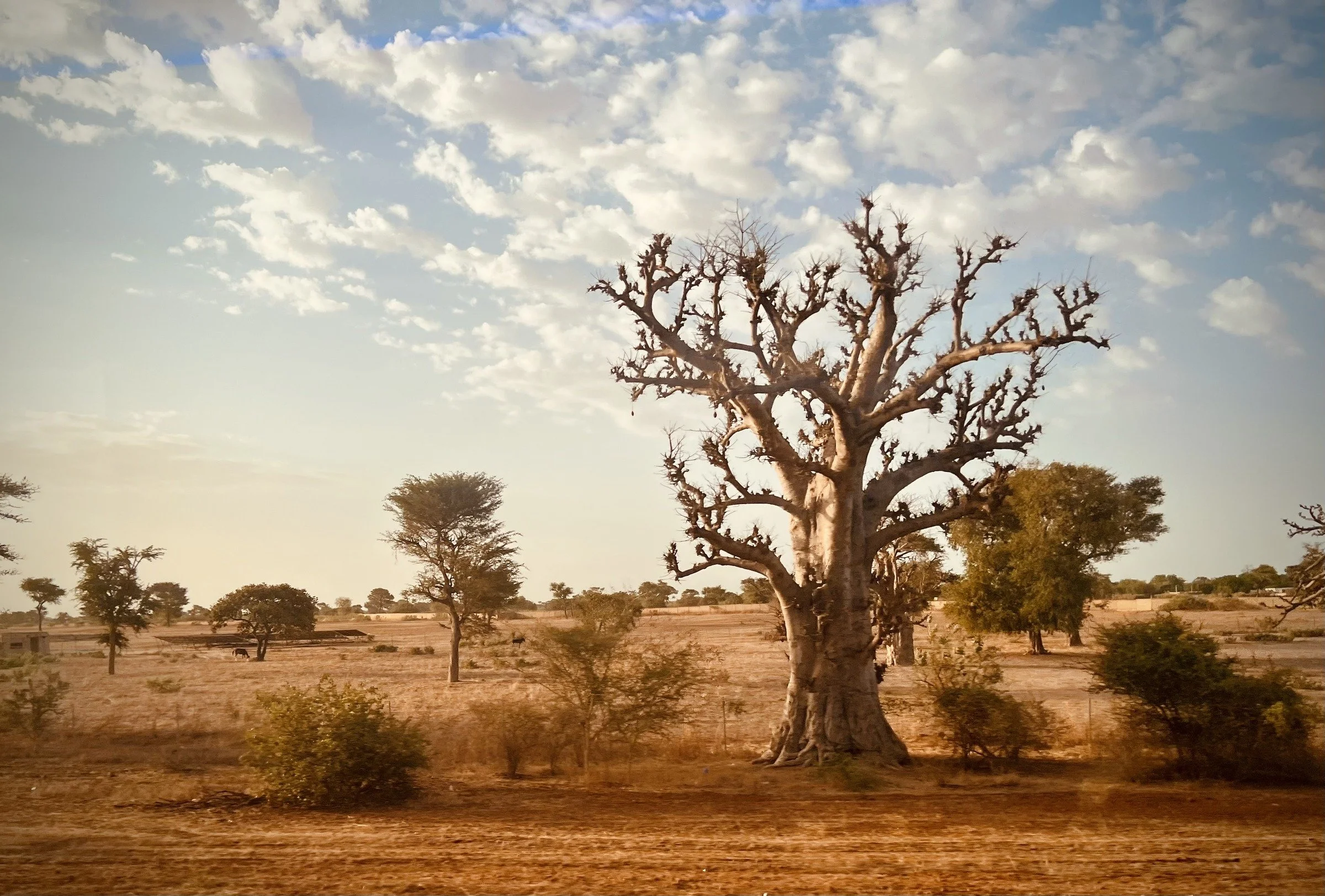 A Tree in Open Country