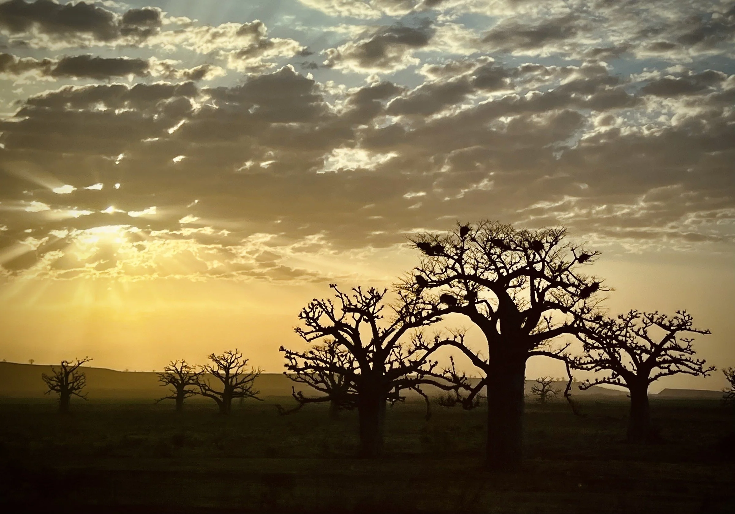 Trees at Sunset