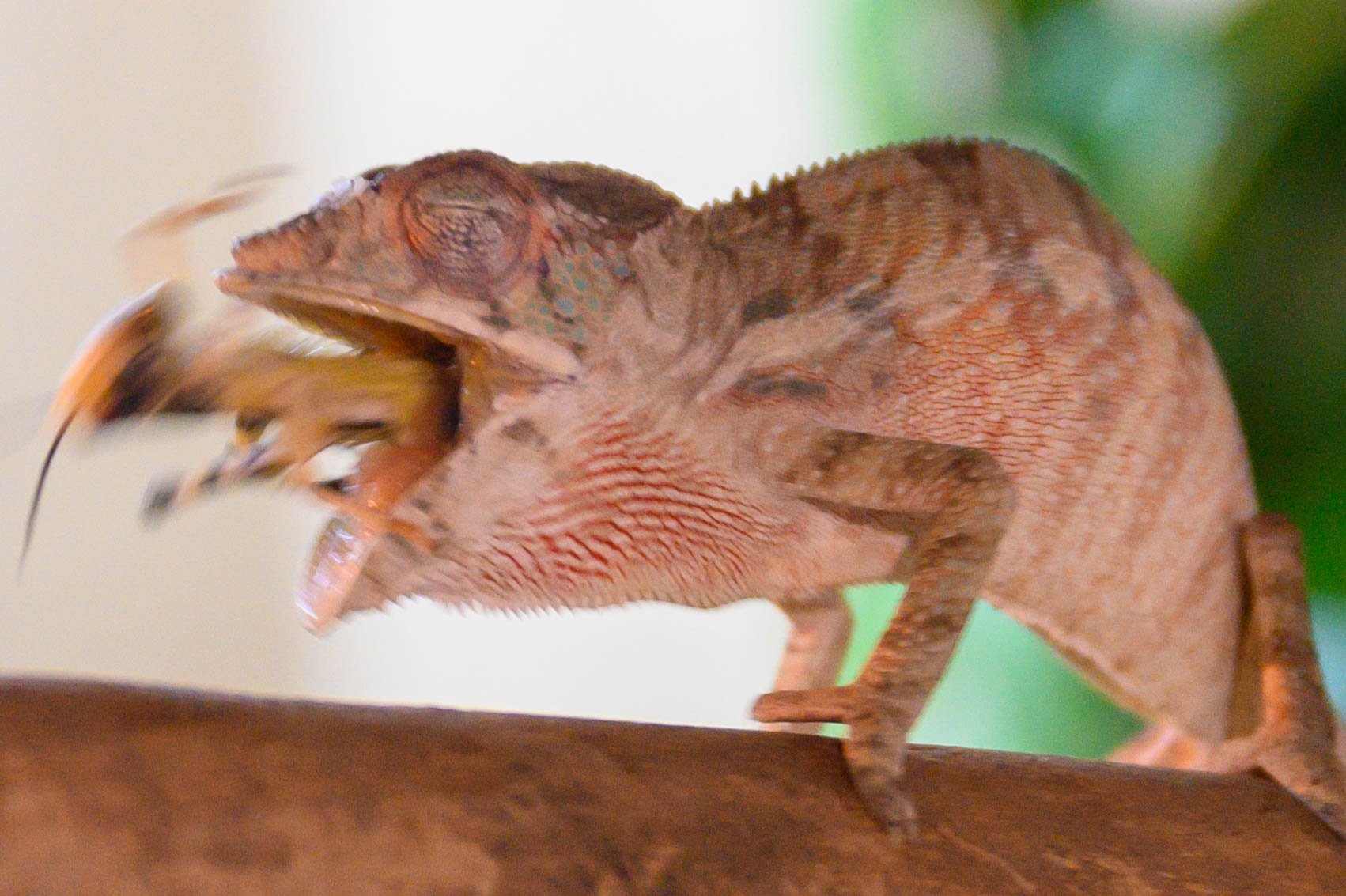 DSC_2165.jpg