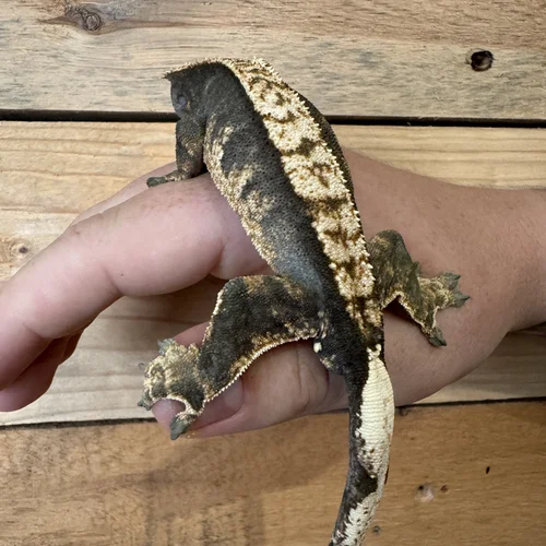 Shop Exotic Pets — Tropical Exotics