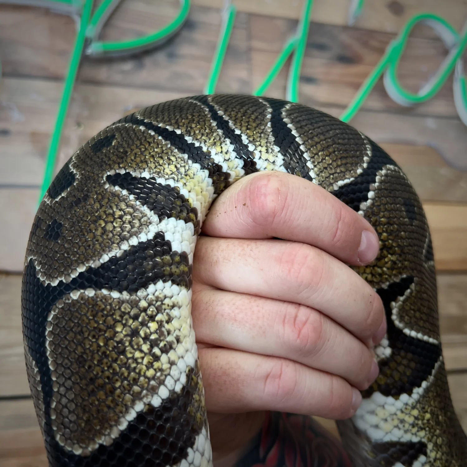 Shop Exotic Pets — Tropical Exotics