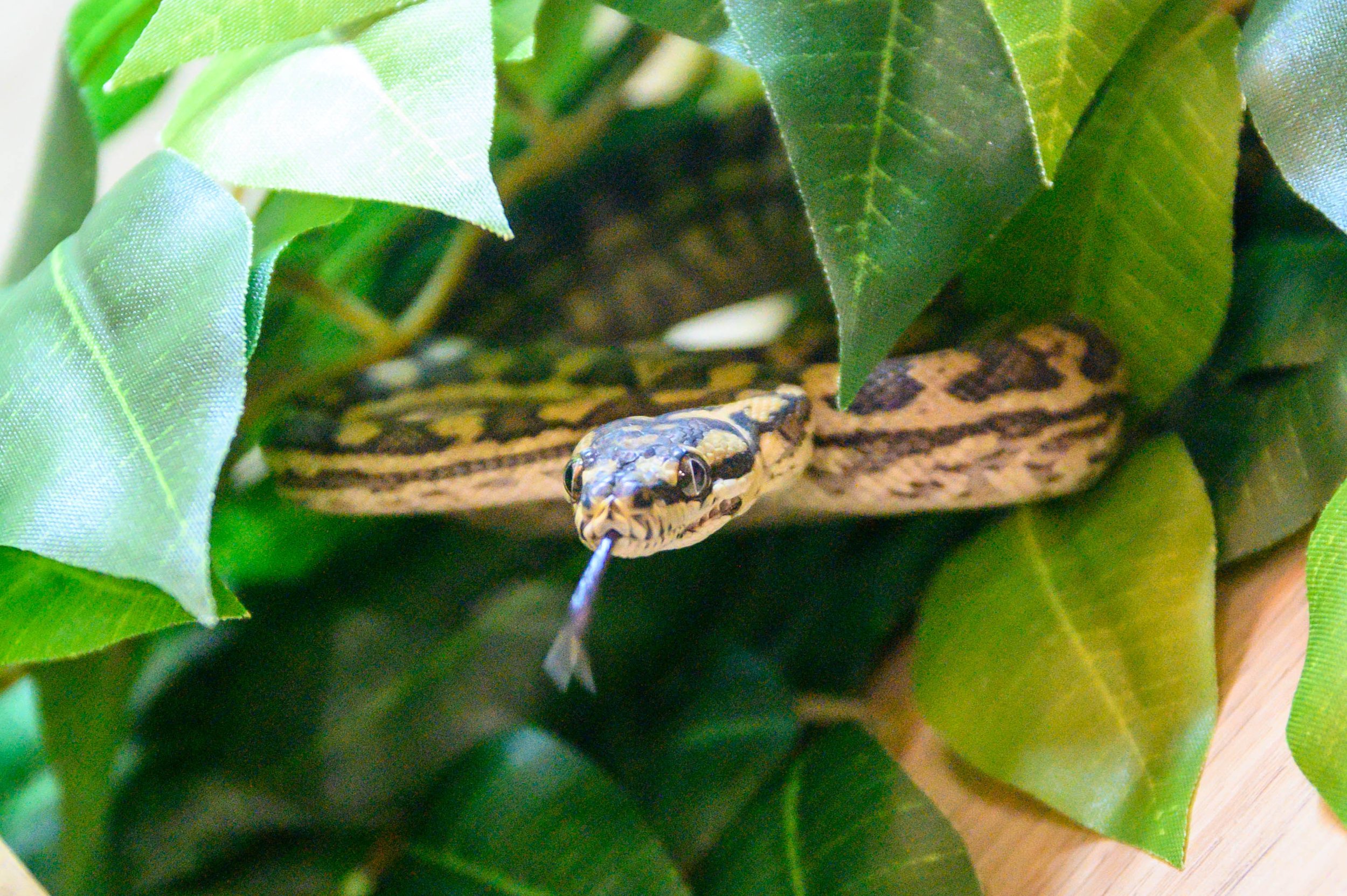 DSC_2073.jpg