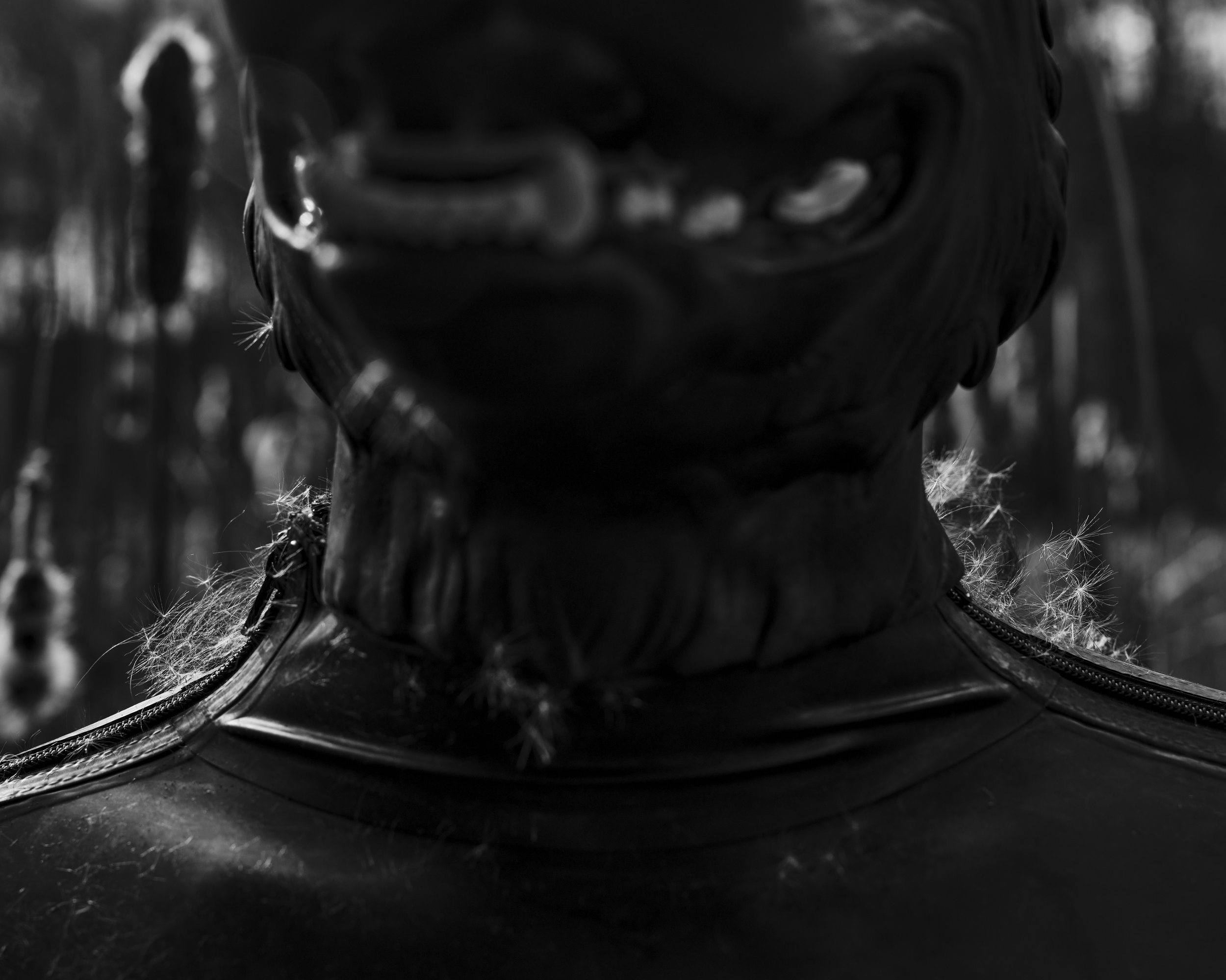 Krass Cattails Nov 19 2025 5.jpg