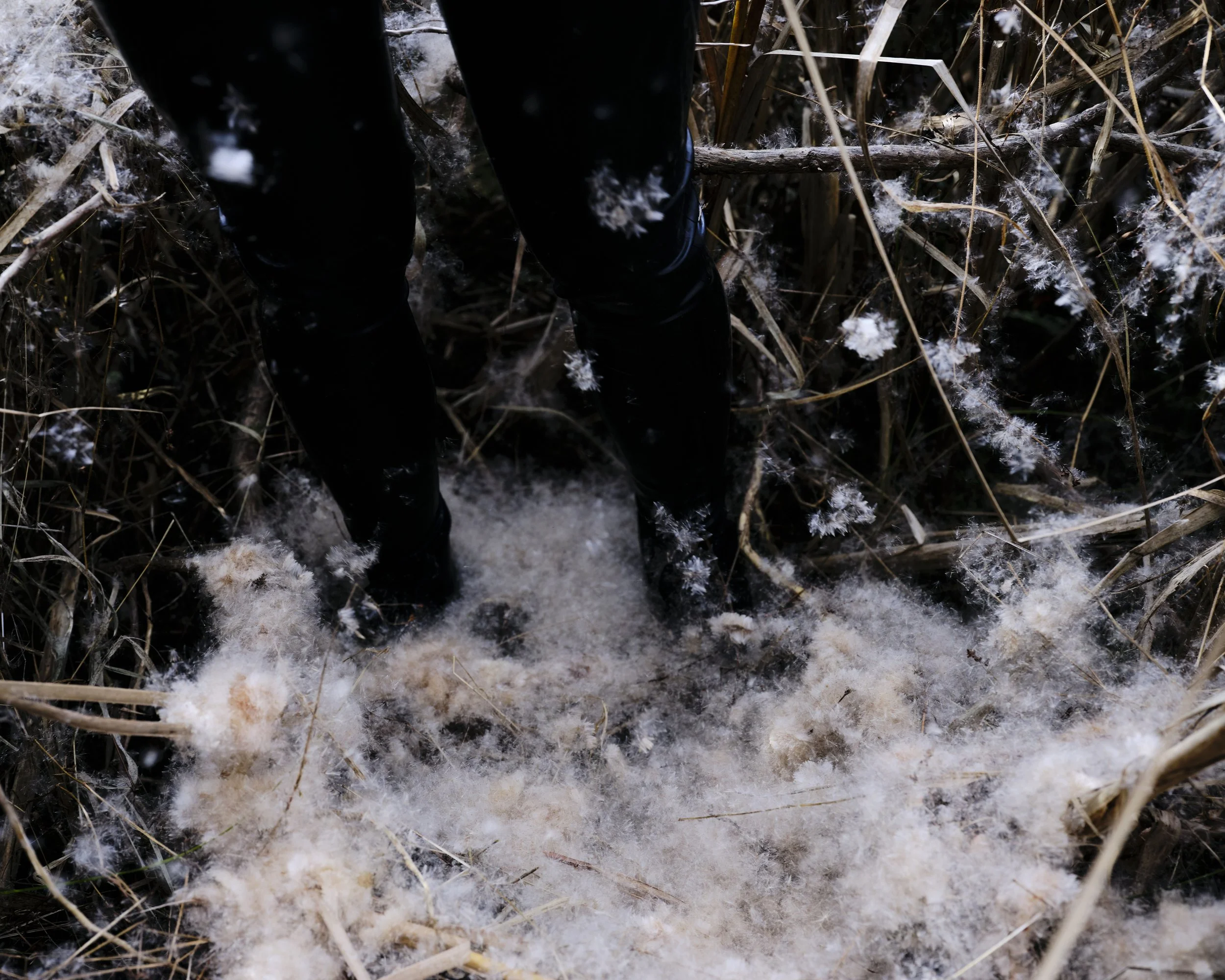 Krass Cattails Nov 19 2025 4.jpg