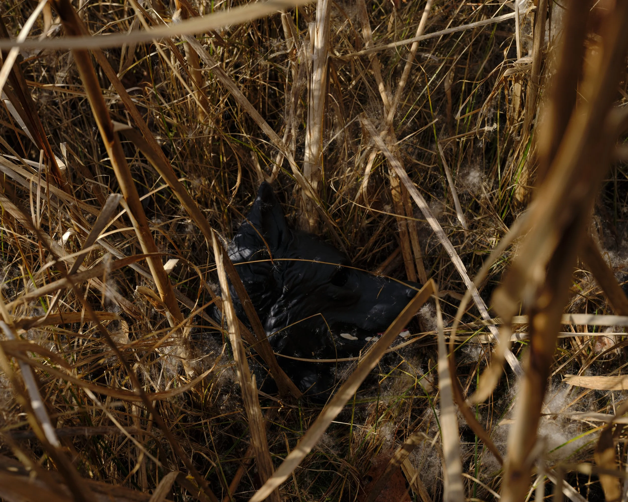 Krass Cattails Nov 19 2025 6.jpg