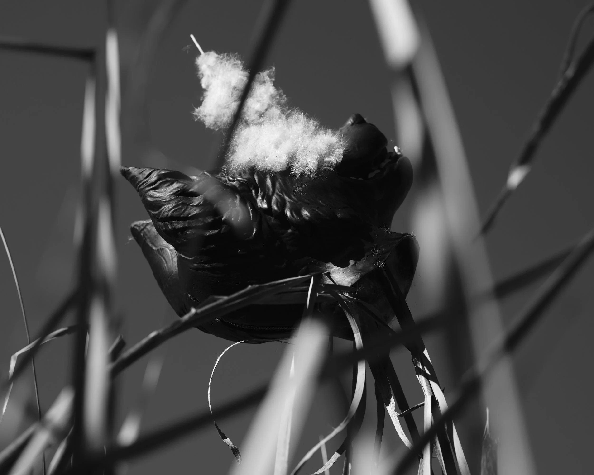 Krass Cattails Nov 19 2025 3.jpg