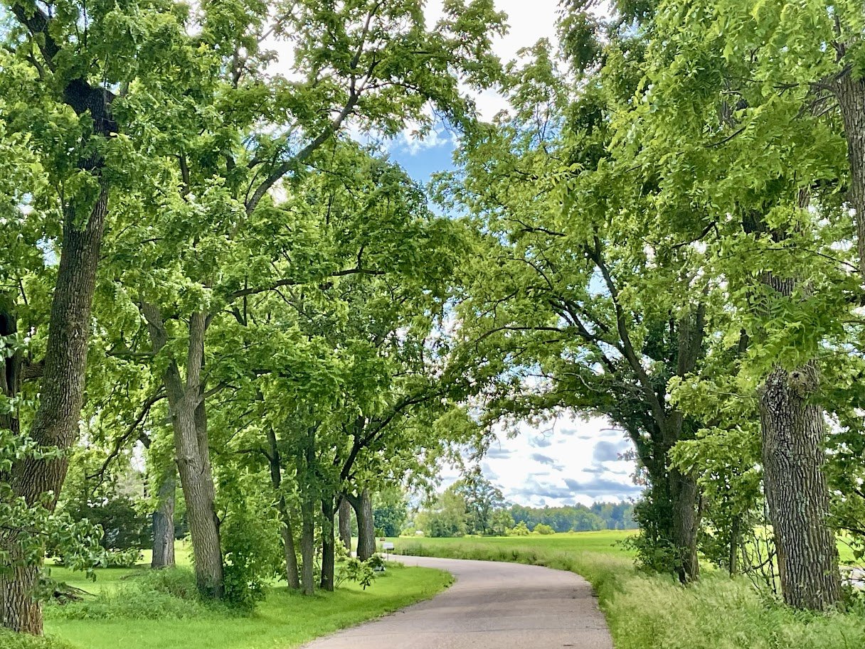 image0 (tree1).jpeg